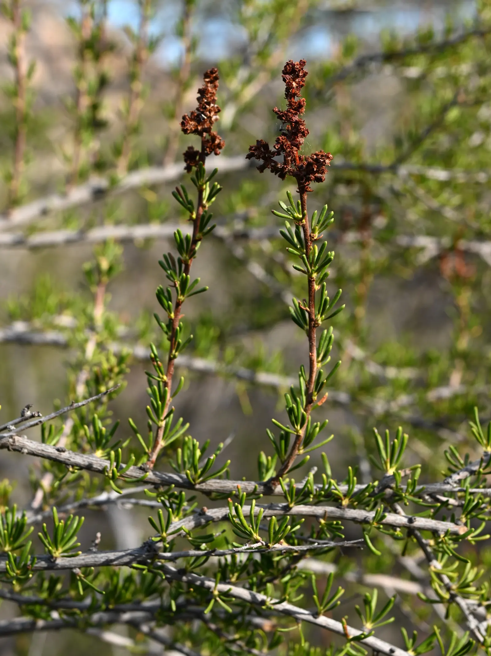 Chamise, Greasewood (Adenostoma Fasciculatum) — This California native typically reaches 4-10 ft in height