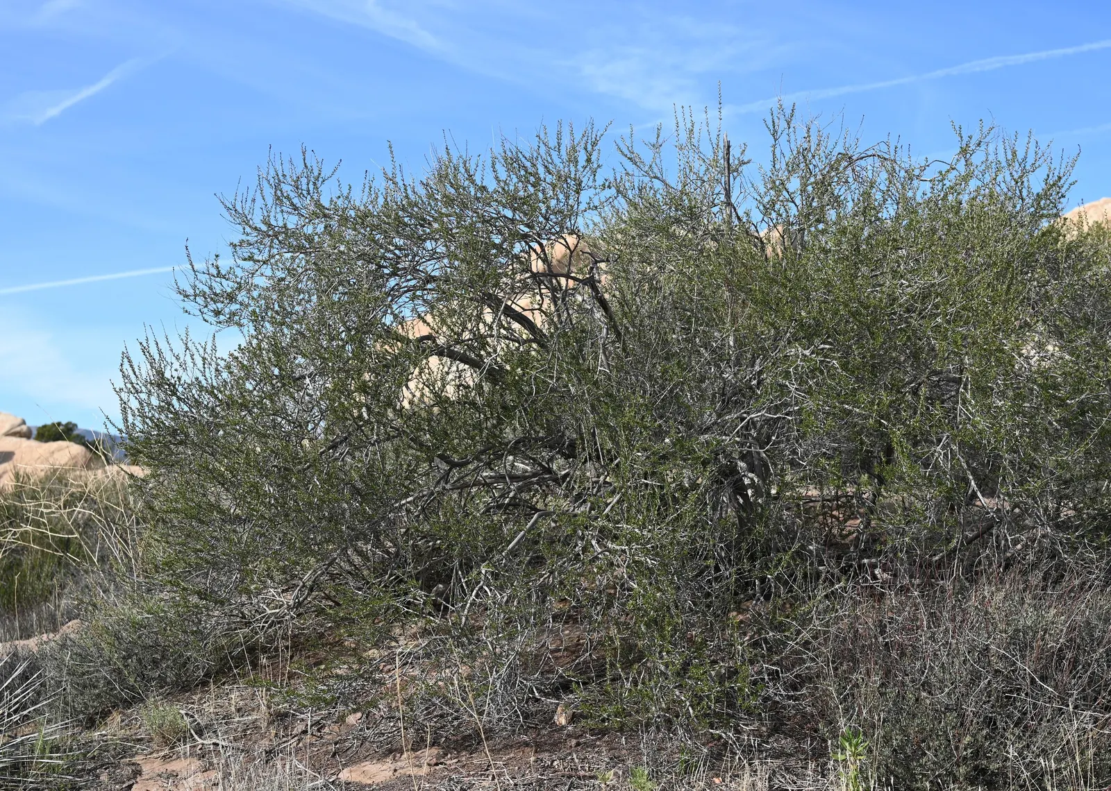 Chamise, Greasewood (Adenostoma Fasciculatum) — Throughout late spring and into summer