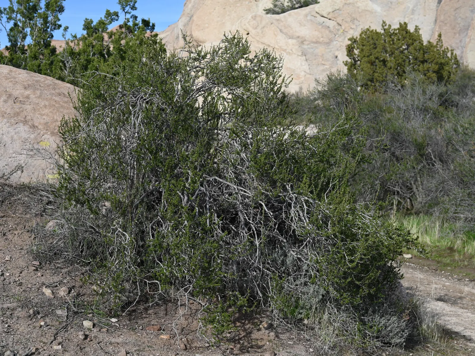 Chamise, Greasewood (Adenostoma Fasciculatum) — is a hardy evergreen shrub thriving in USDA zones 7-10