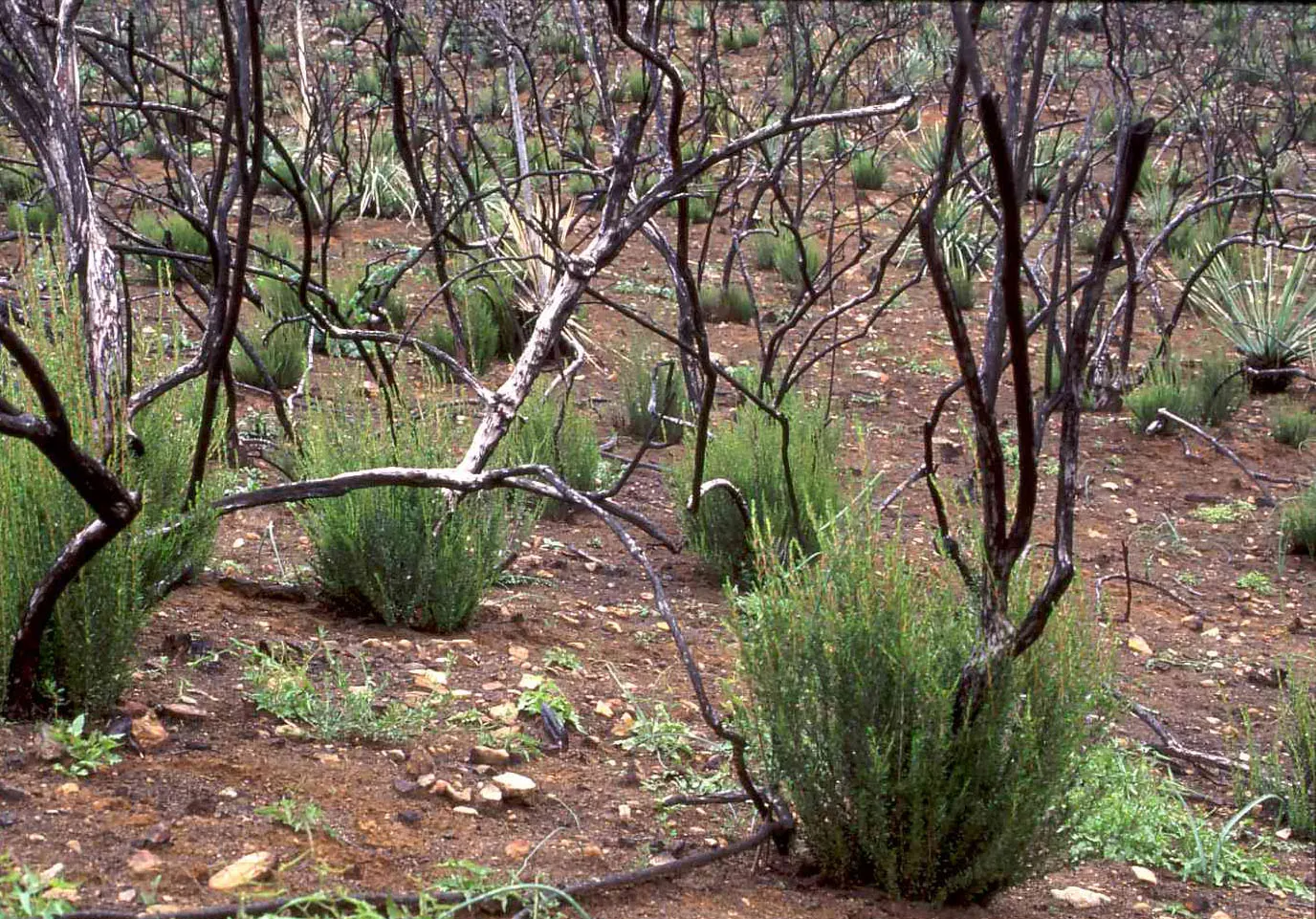 Chamise, Greasewood (Adenostoma Fasciculatum) — commonly known as Chamise or Greasewood