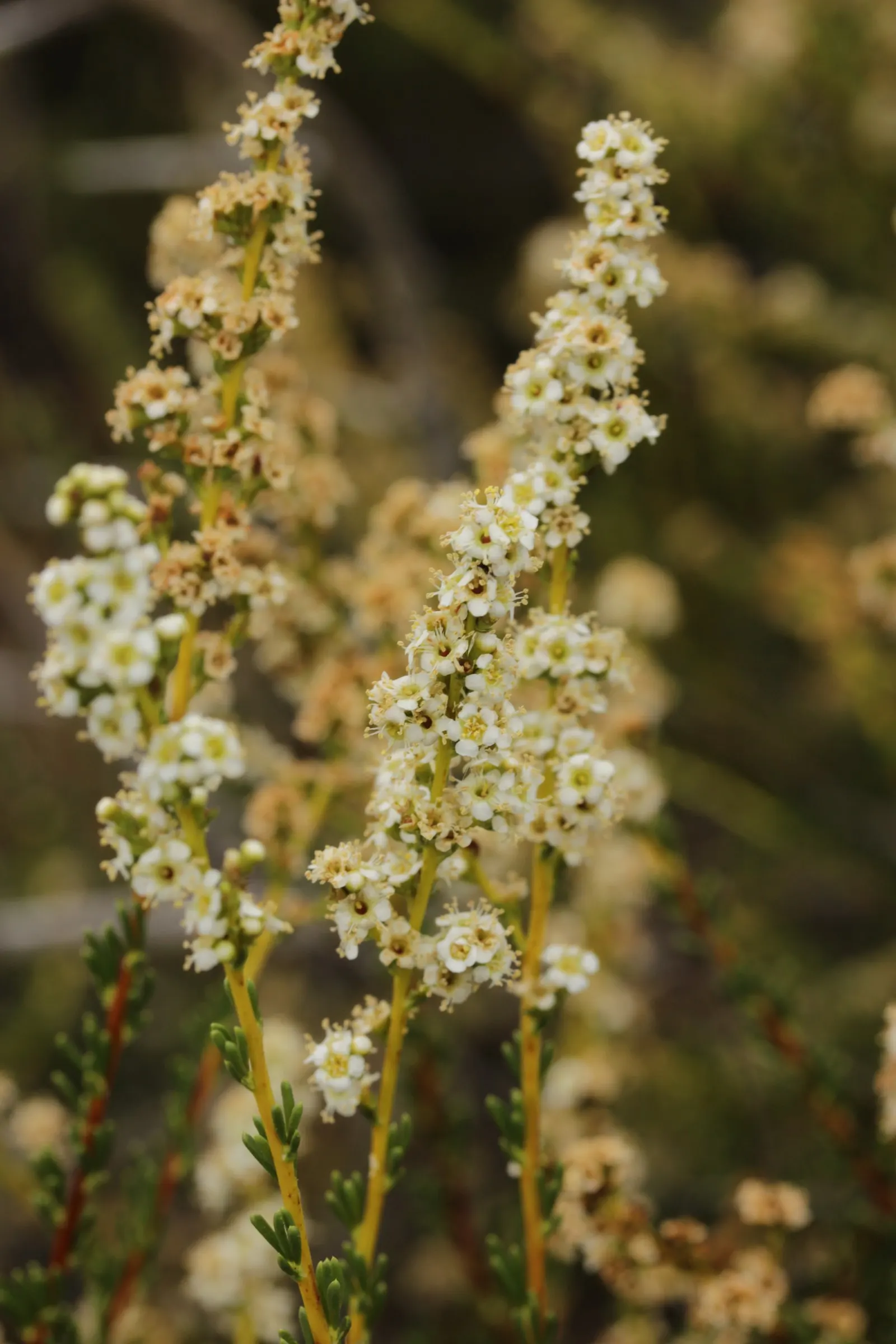 Chamise, Greasewood (Adenostoma Fasciculatum) — This evergreen shrub typically reaches heights between 4 to 10 feet tall