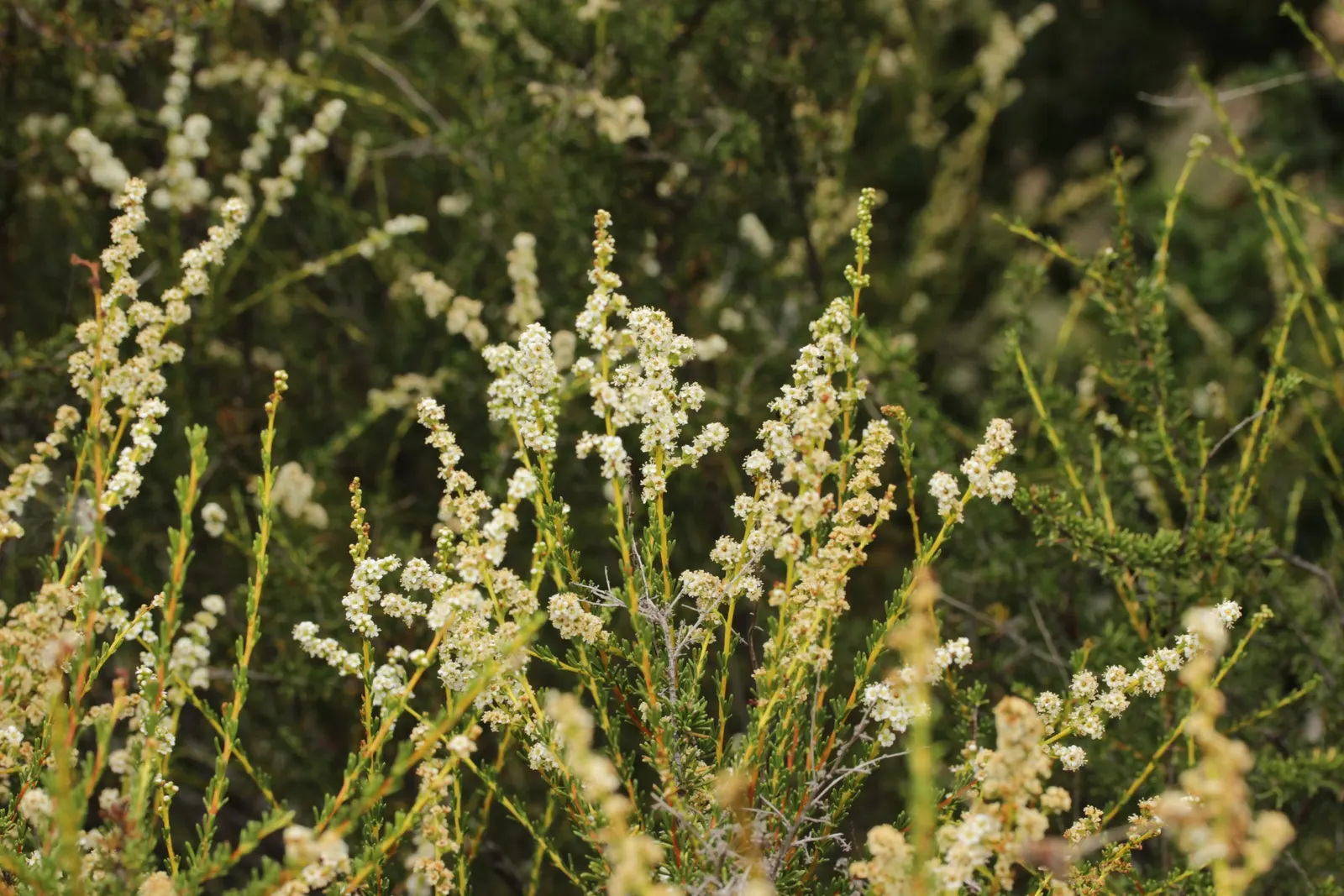 Chamise, Greasewood (Adenostoma Fasciculatum) — The Chamise has a rounded and often dense growth habit