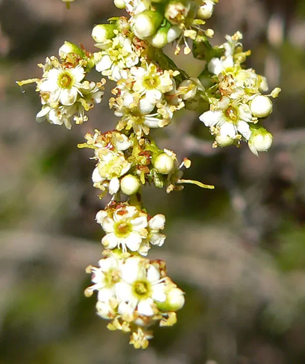 Chamise, Greasewood (Adenostoma Fasciculatum) — Beware, it's highly flammable