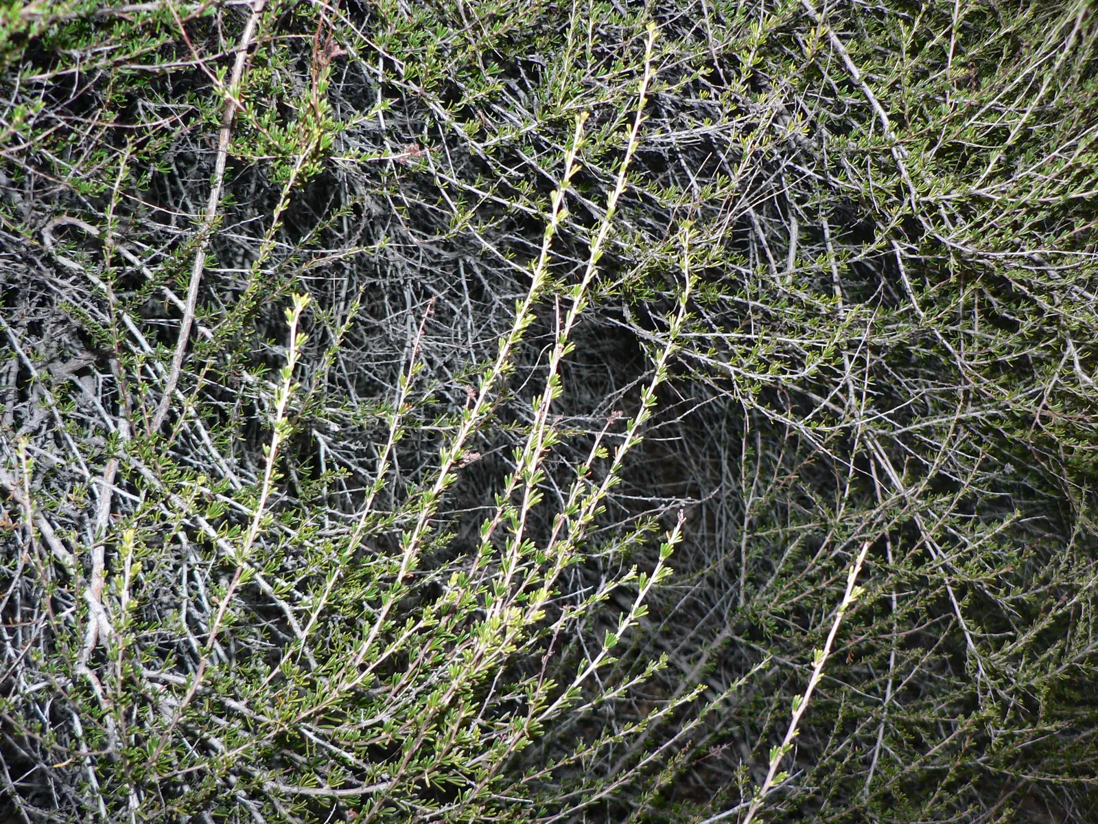Chamise, Greasewood (Adenostoma Fasciculatum) — with some specimens stretching up to 12 feet under optimal conditions