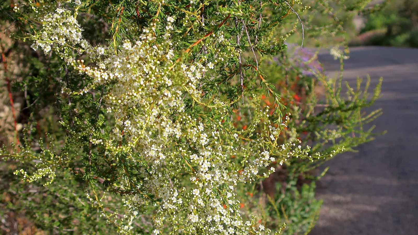 Chamise, Greasewood (Adenostoma Fasciculatum) — These leaves are highly adapted to dry conditions, closely conserving moisture