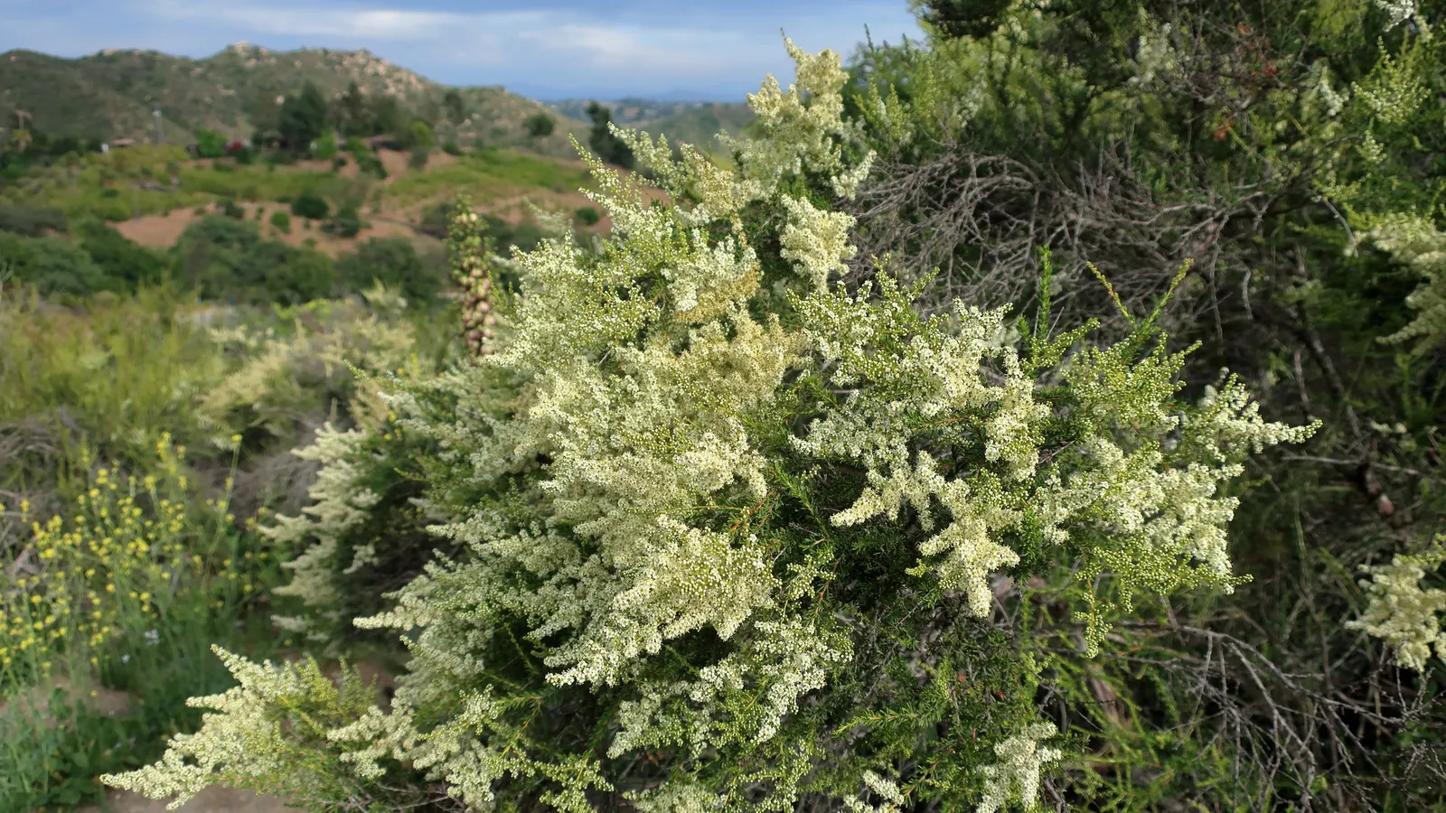 Chamise, Greasewood (Adenostoma Fasciculatum) — needle-like leaves that clasp tightly onto its branches