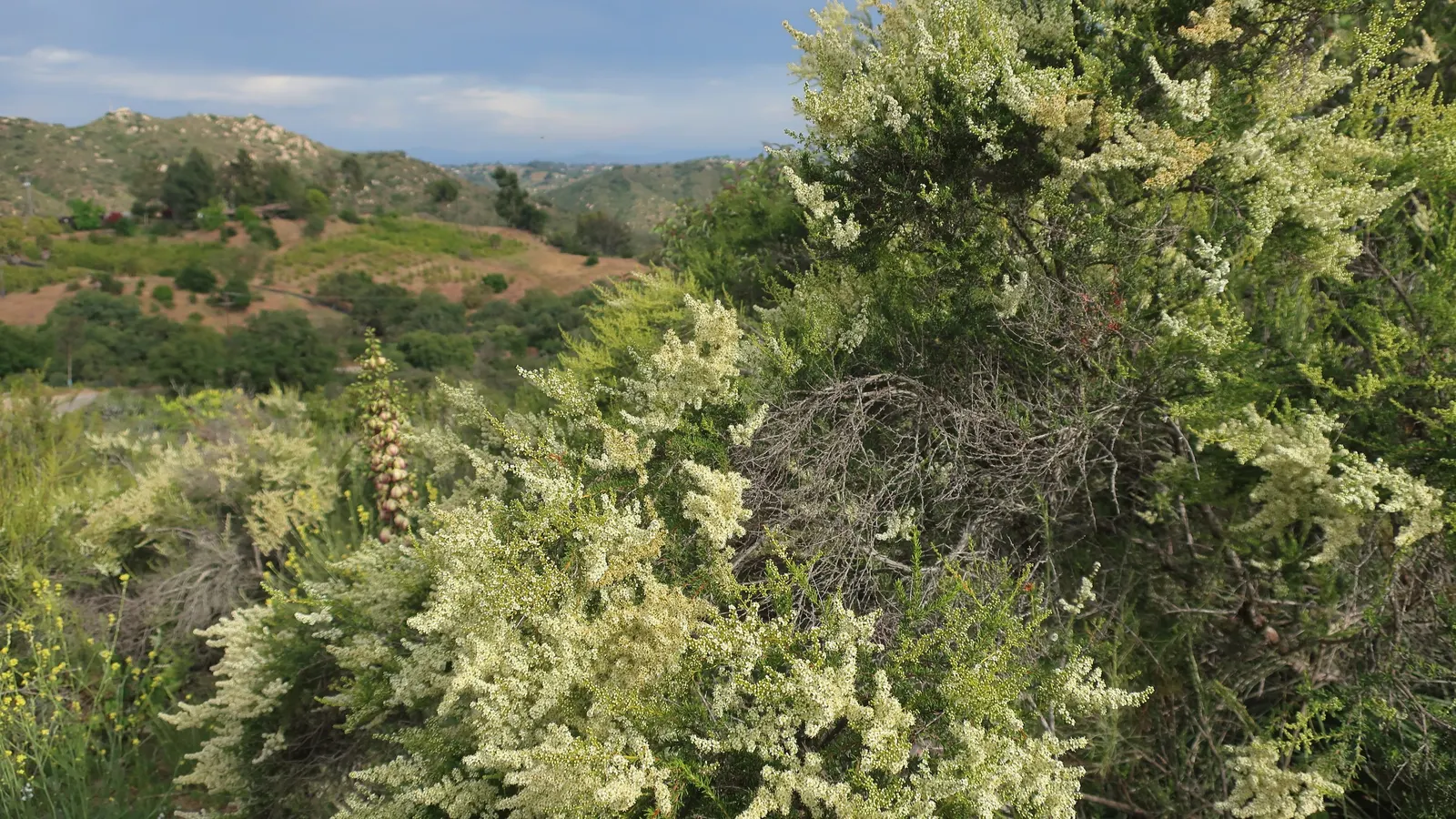 Chamise, Greasewood (Adenostoma Fasciculatum) — and are a characteristic gray-green hue