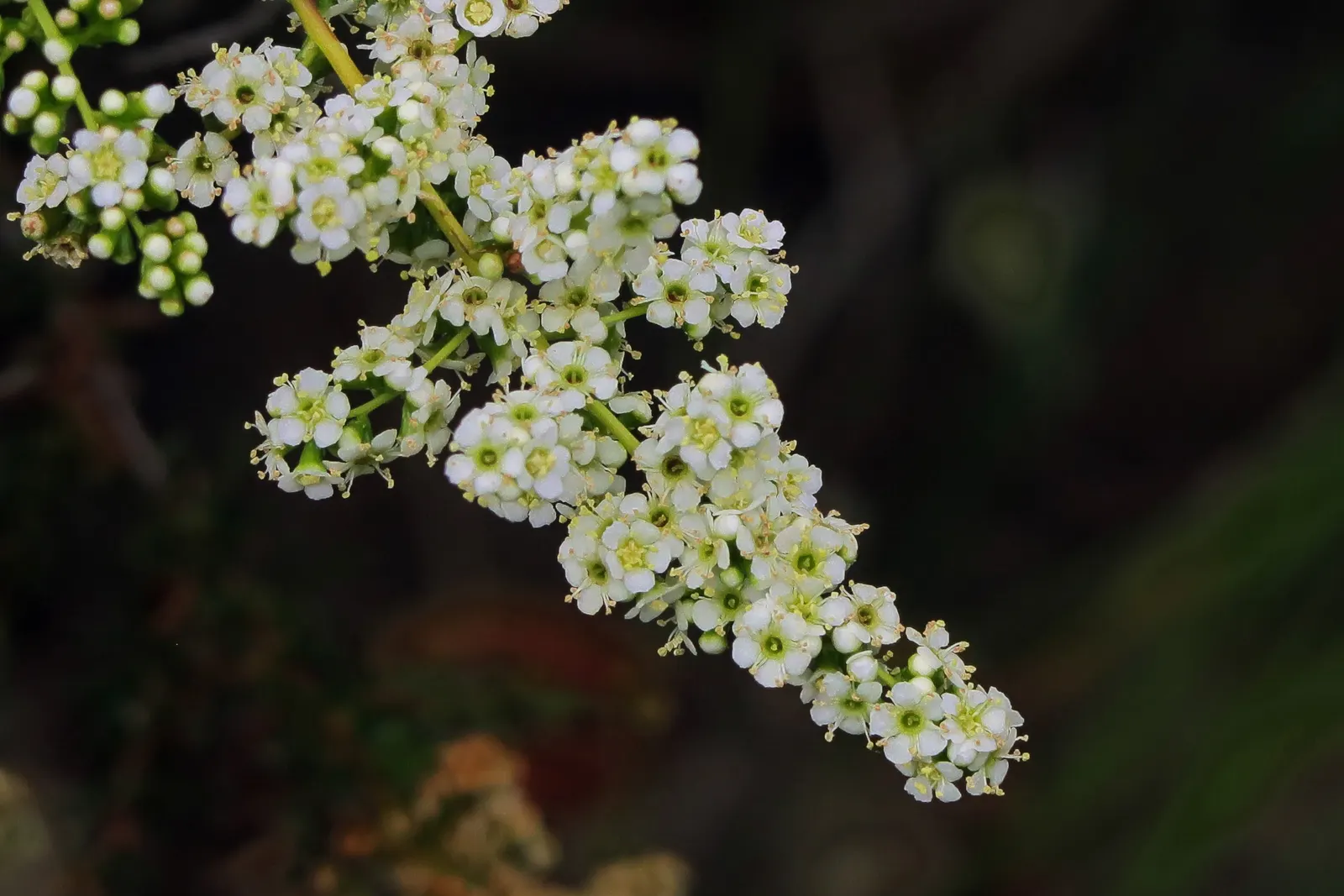 Chamise, Greasewood (Adenostoma Fasciculatum) — with needle-like leaves and clusters of small white flowers