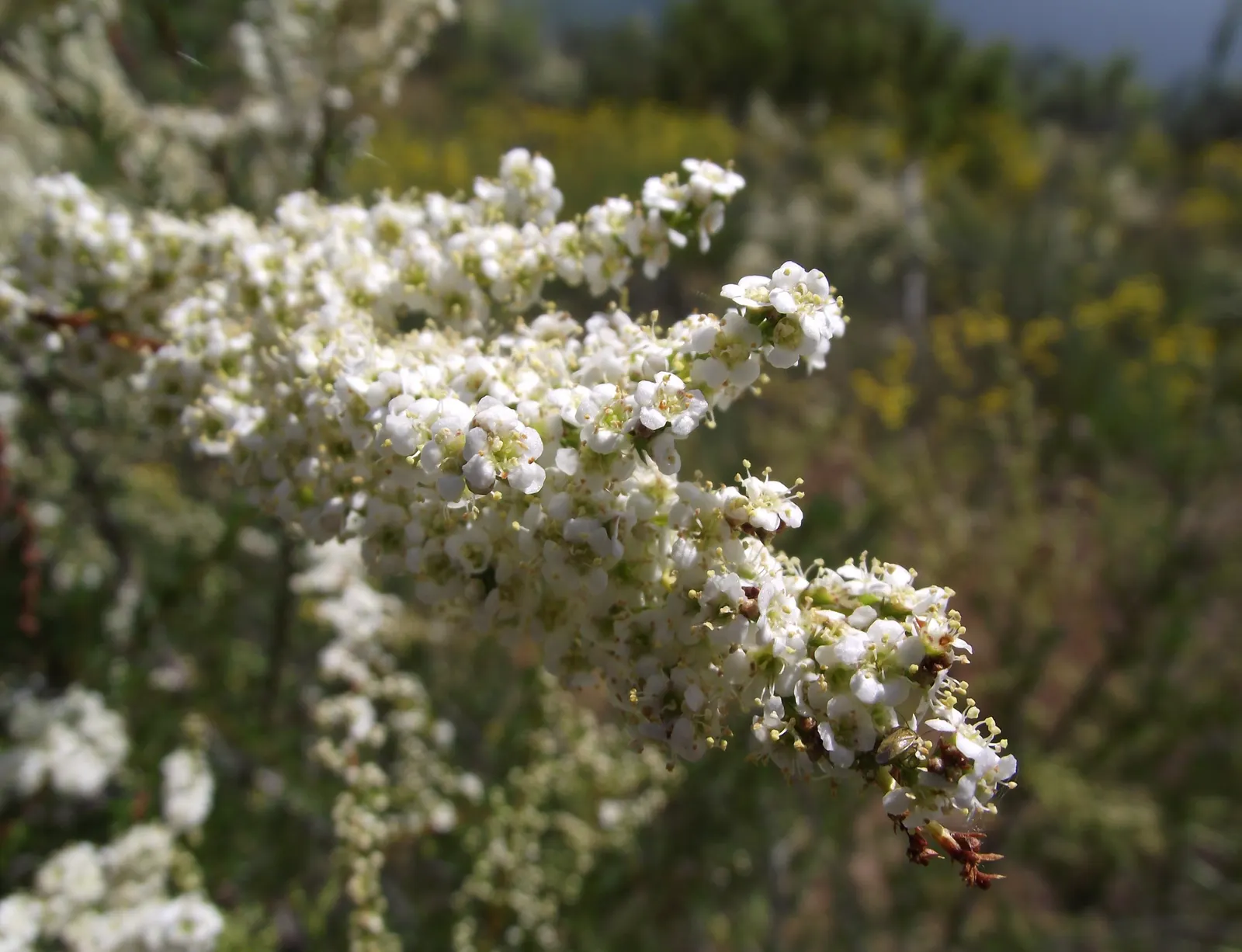 Chamise, Greasewood (Adenostoma Fasciculatum) — is a prominent component of the chaparral biome