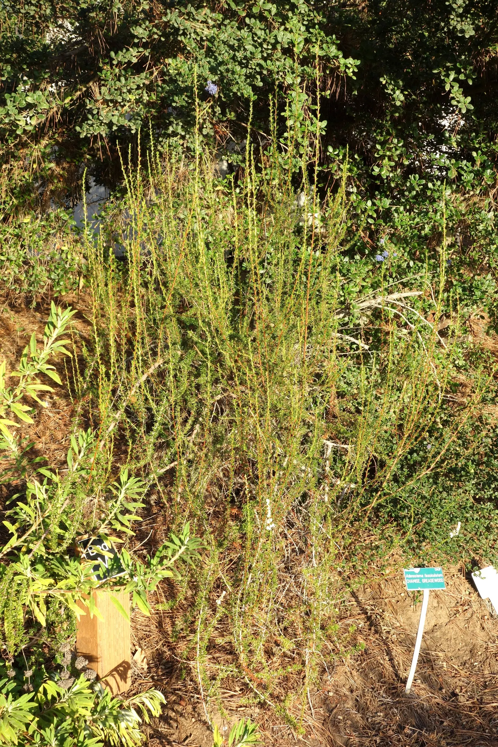 Chamise, Greasewood (Adenostoma Fasciculatum) — also known by its scientific name Adenostoma fasciculatum