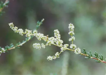 Chamise, Greasewood (Adenostoma Fasciculatum) — It's excellent for erosion control and xeriscaping, adding texture and resilience to landscapes