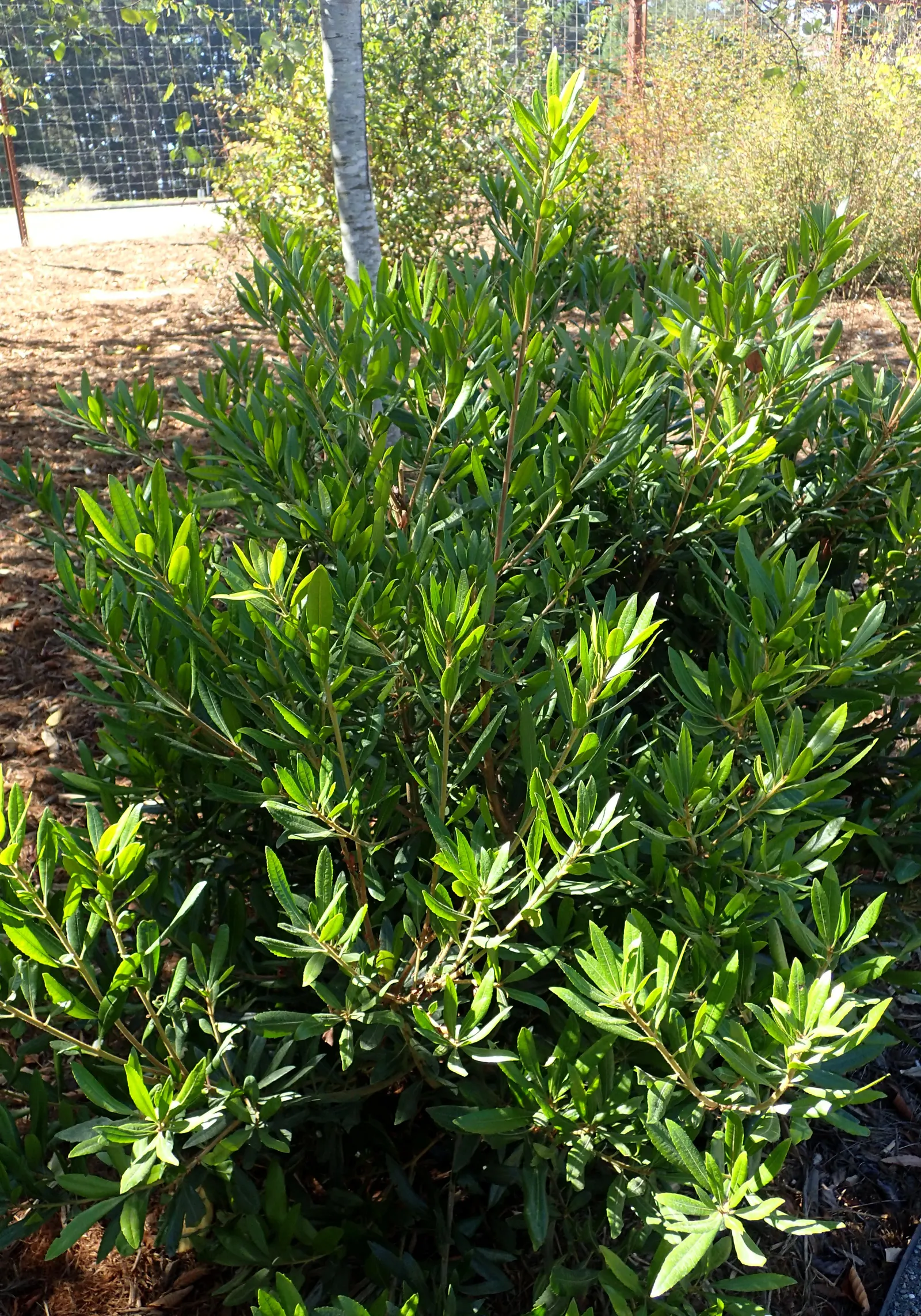 Pacific Wax Myrtle (Myrica Californica) — is a versatile and evergreen shrub native to the coastal regions of the Pacific Northwest