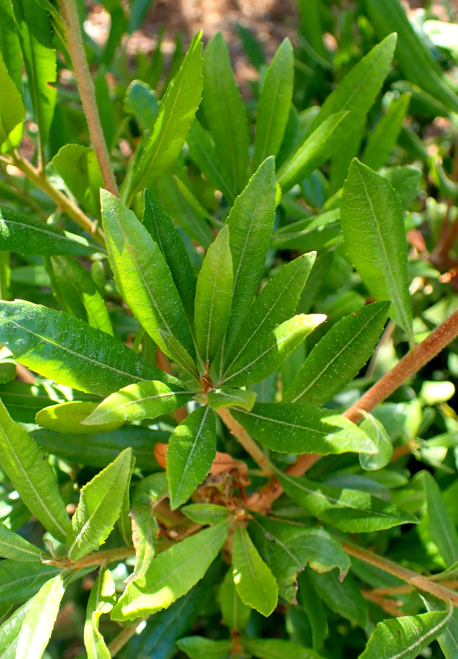 Pacific Wax Myrtle (Myrica Californica) — It reaches 10-30 feet in height with a similar spread