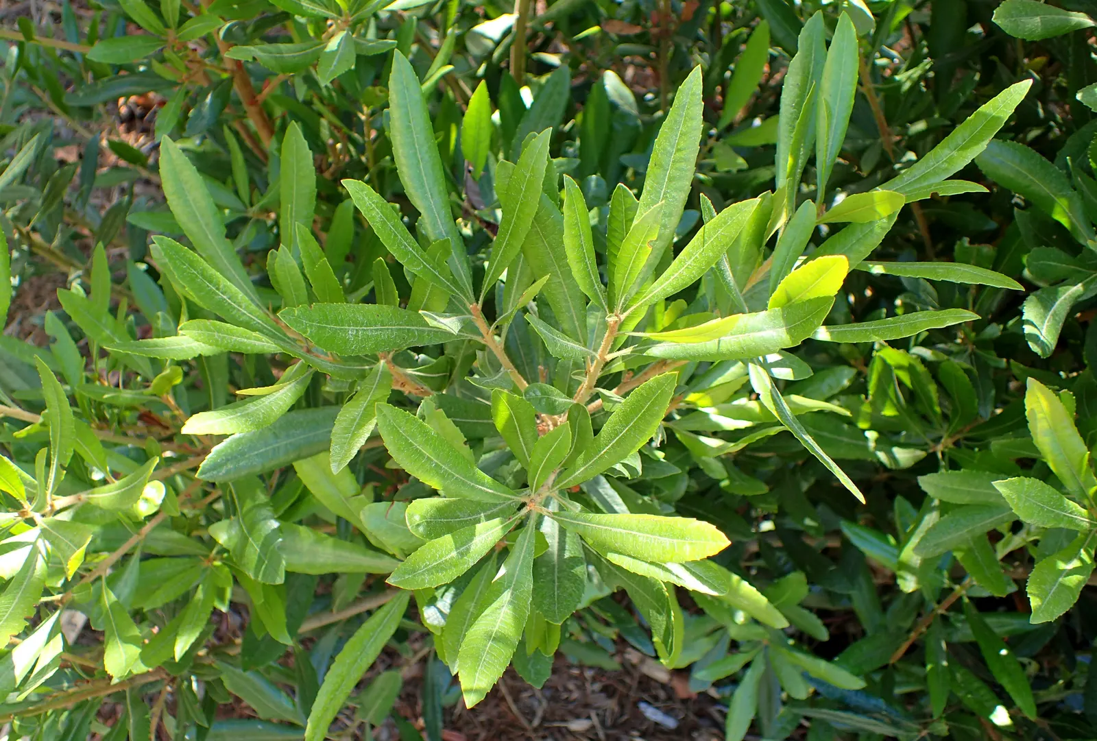 Pacific Wax Myrtle (Myrica Californica) — Aromatic foliage and inconspicuous flowers yield purple to grayish-white berries, favored by local fauna