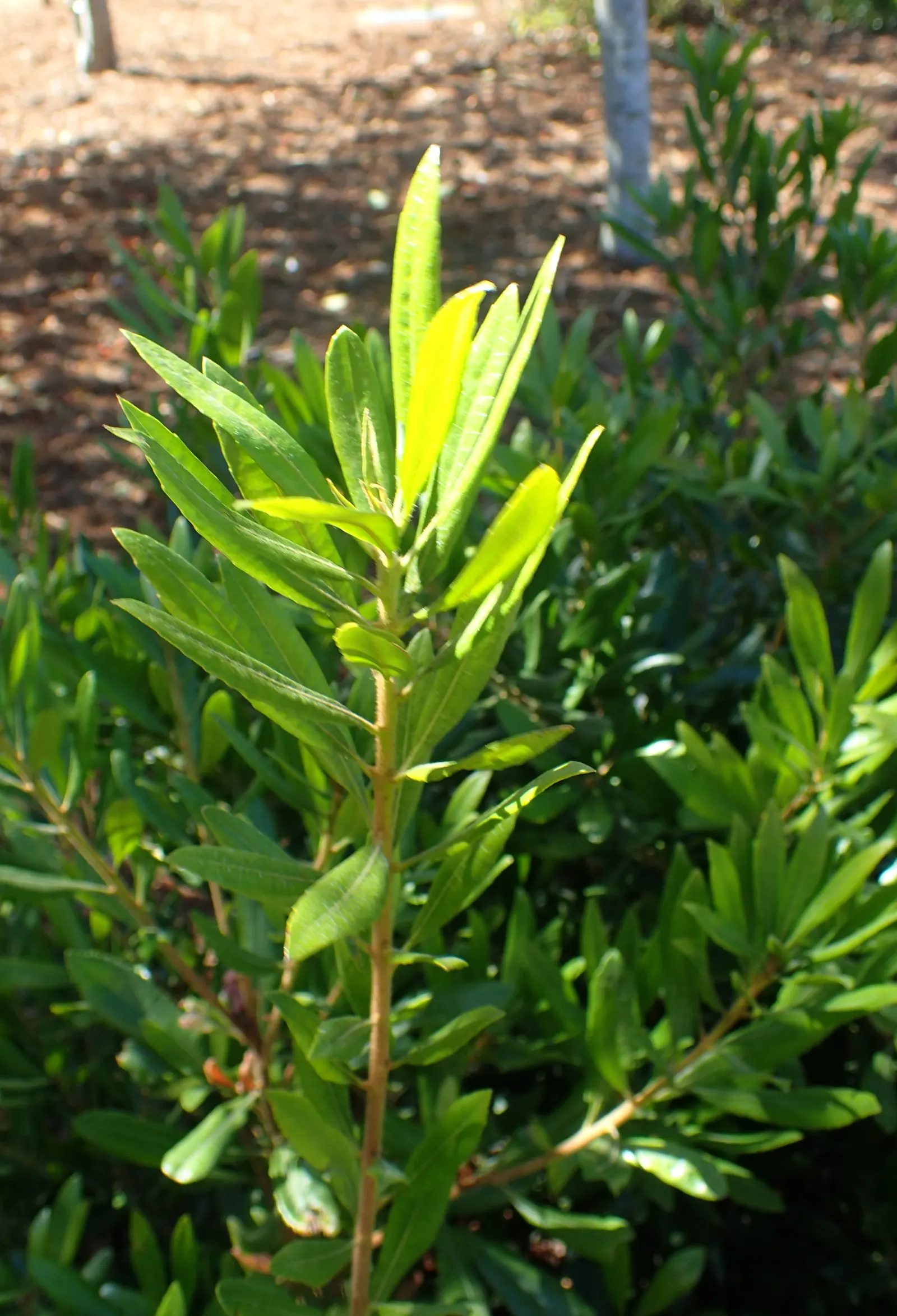 Pacific Wax Myrtle (Myrica Californica) — the space allotted for the Pacific Wax Myrtle should accommodate its potential growth