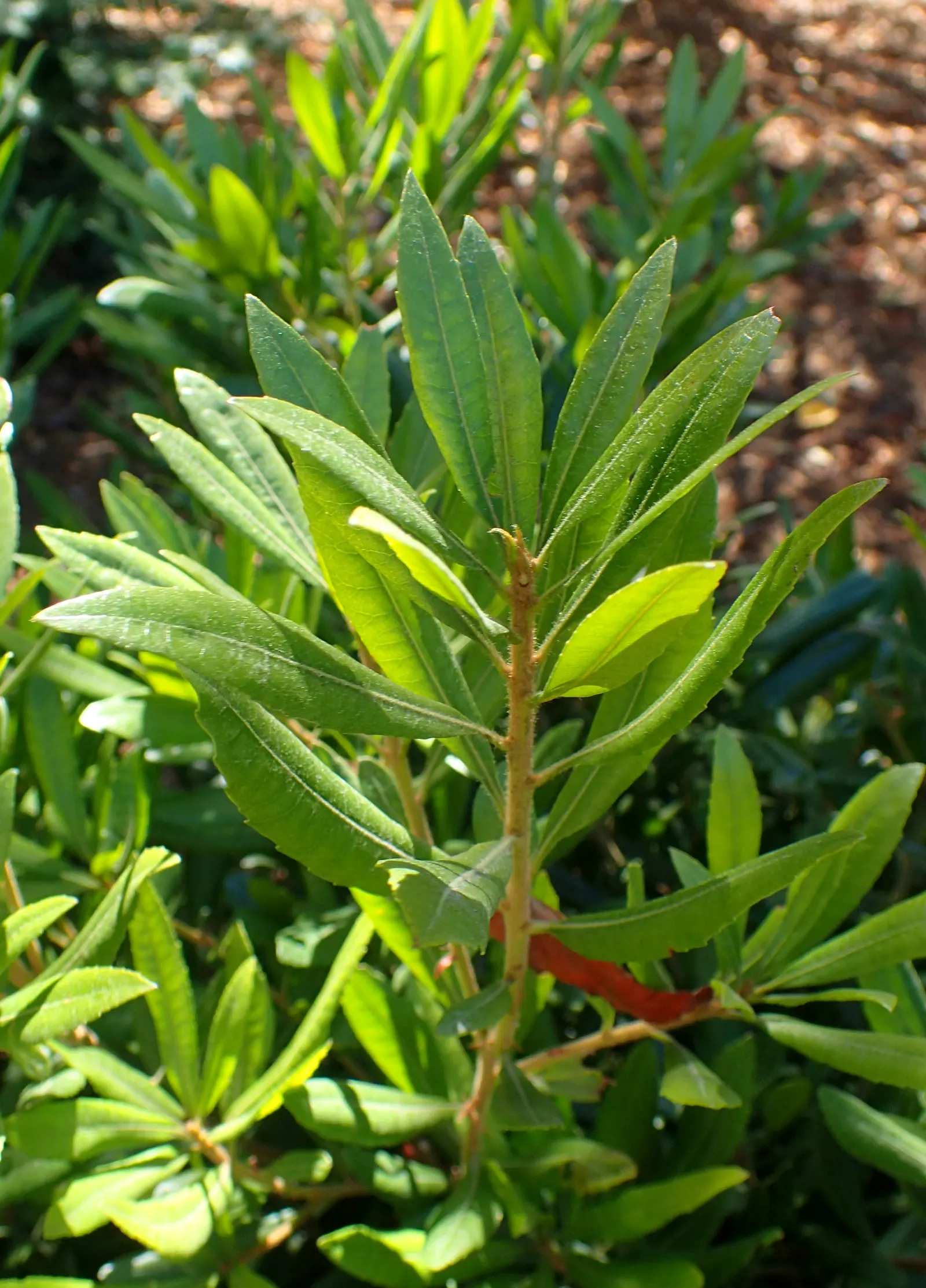 Pacific Wax Myrtle (Myrica Californica) — Typically reaching heights of 10 to 30 feet and spreading 6 to 12 feet wide when mature