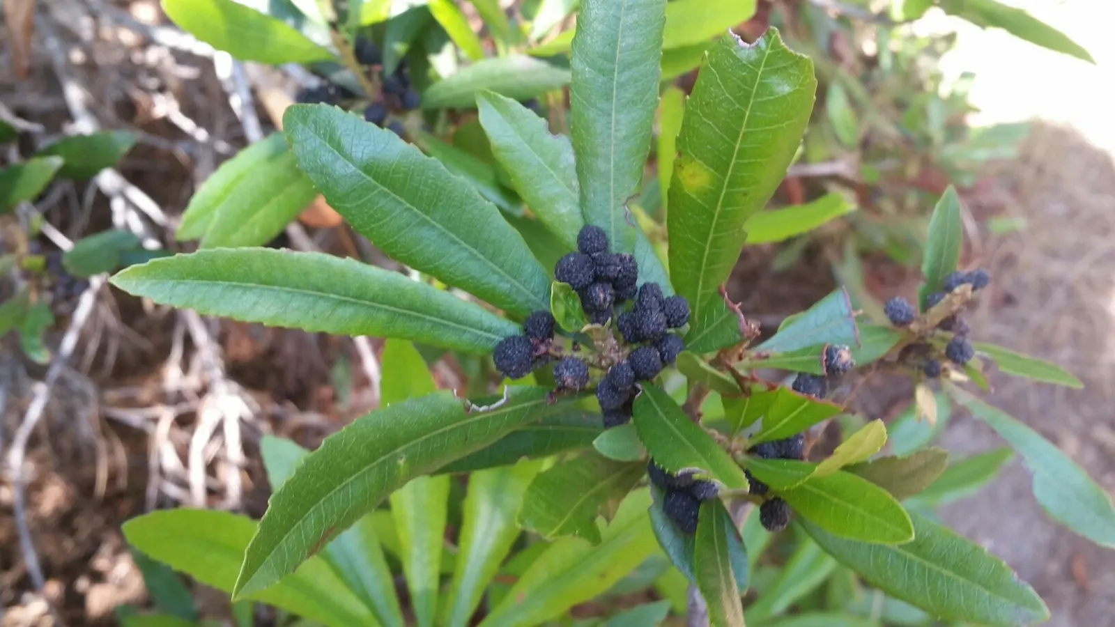 Pacific Wax Myrtle (Myrica Californica) — fine foliage and a rounded growth habit