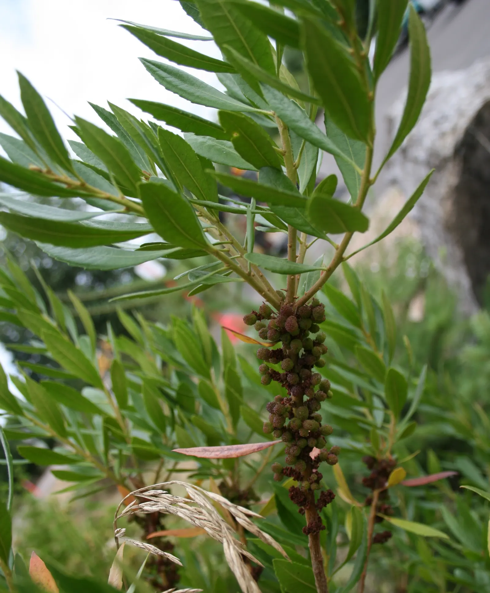 Pacific Wax Myrtle (Myrica Californica) — glossy leaves and a rounded growth habit