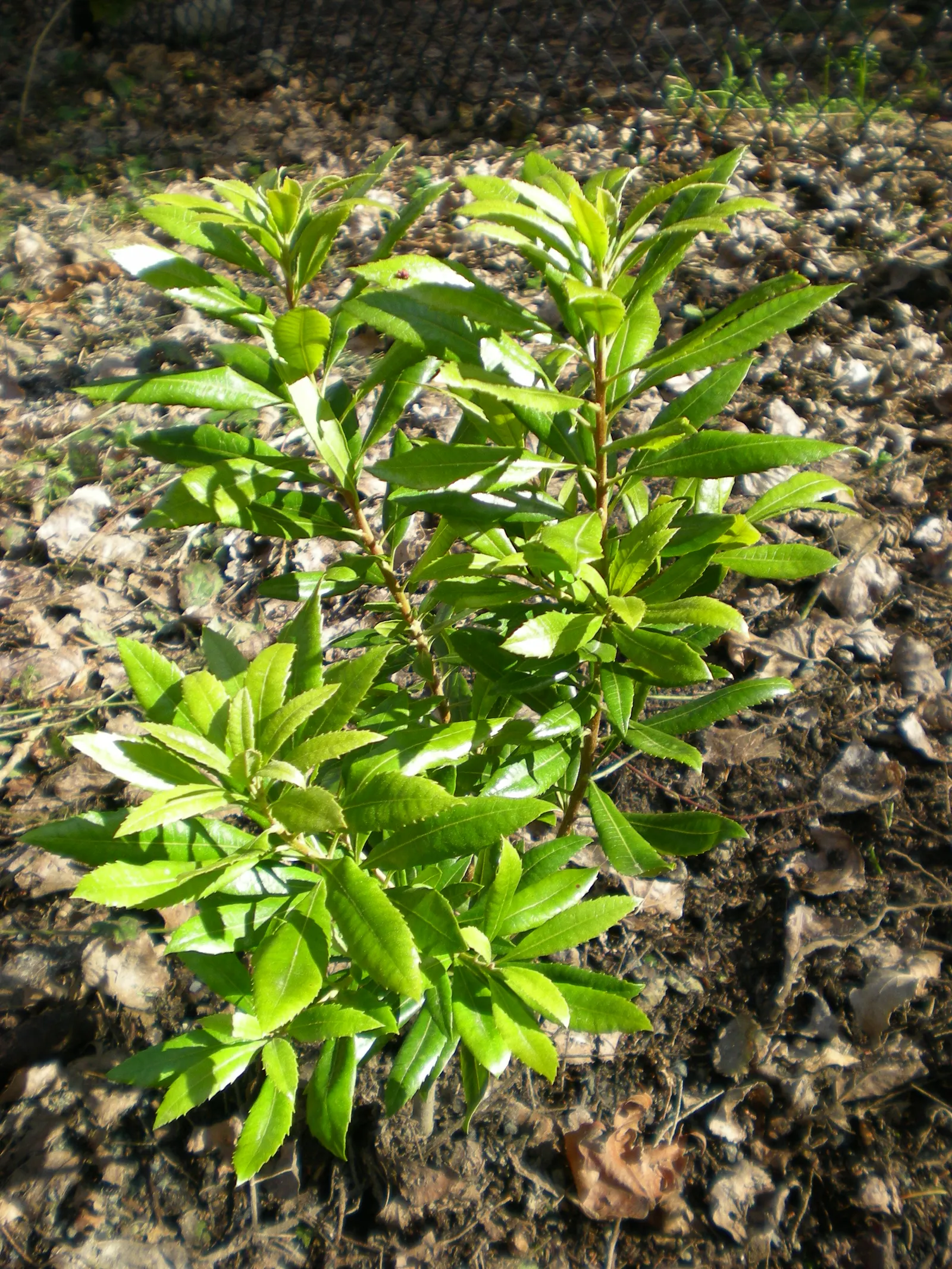 Pacific Wax Myrtle (Myrica Californica) — The Pacific Wax Myrtle, Myrica californica, is an evergreen shrub native to the Pacific Coast