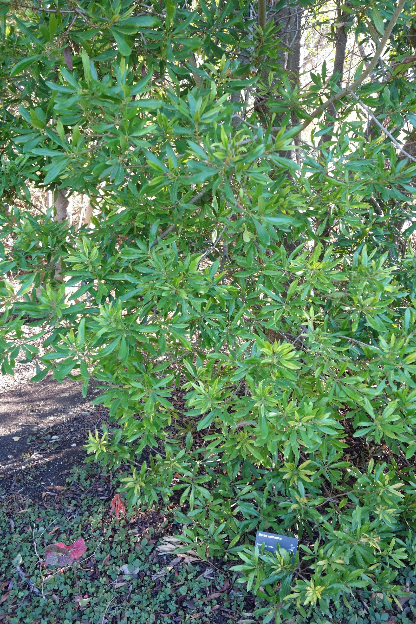 Pacific Wax Myrtle (Myrica Californica) — Tolerant of sandy soils and sea spray, it's ideal for coastal landscapes