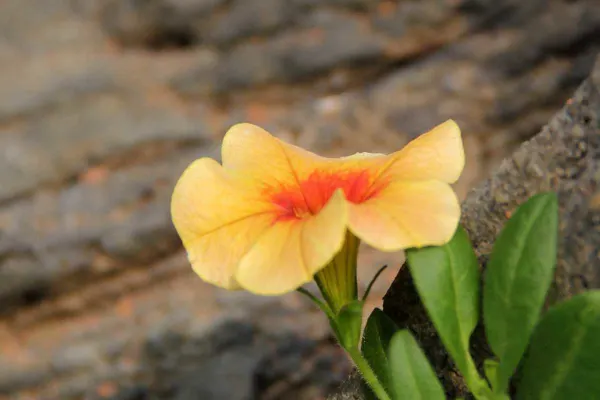 Pink Million Bells (Calibrachoa Hybrids) — providing a long-lasting display of color.<br><br>Hardy in USDA zones 9 through 11