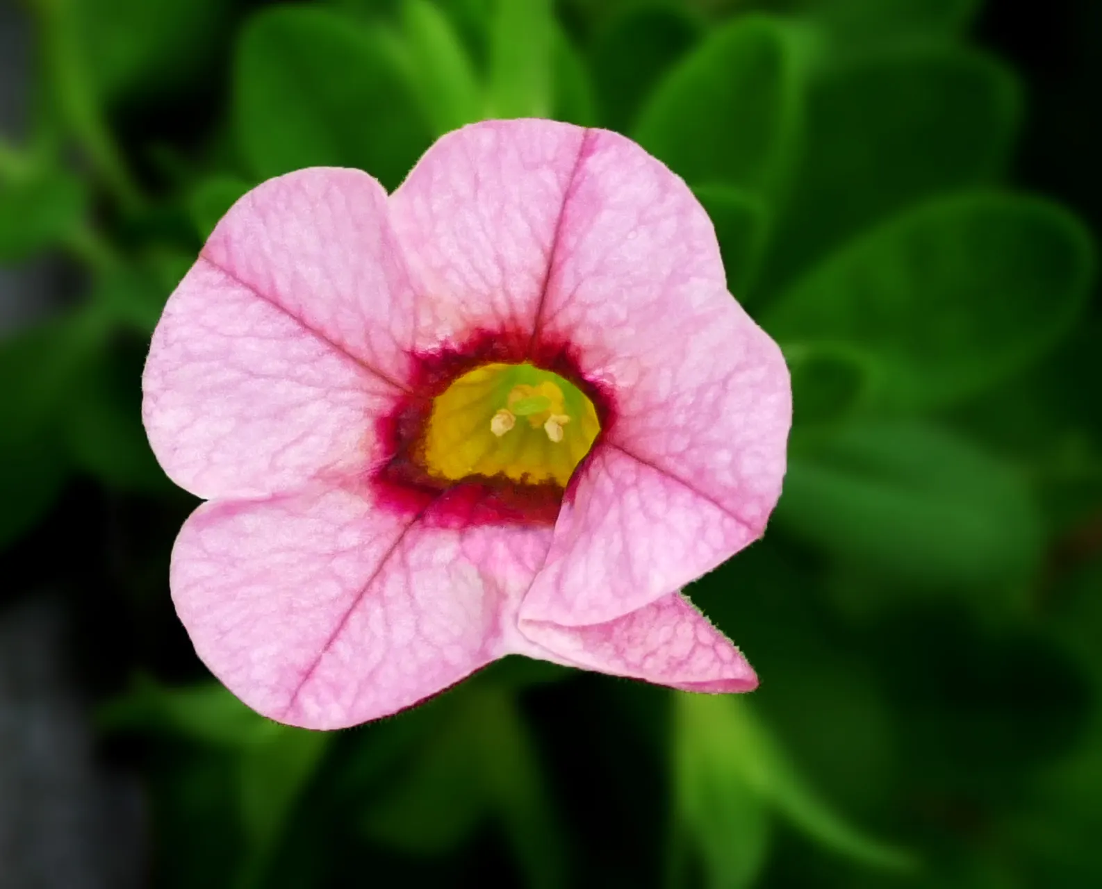 Pink Million Bells (Calibrachoa Hybrids) — each measuring about 1 inch in diameter