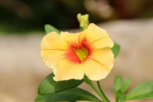 Pink Million Bells (Calibrachoa Hybrids) — Pink Million Bells thrive in full sun to part shade environments