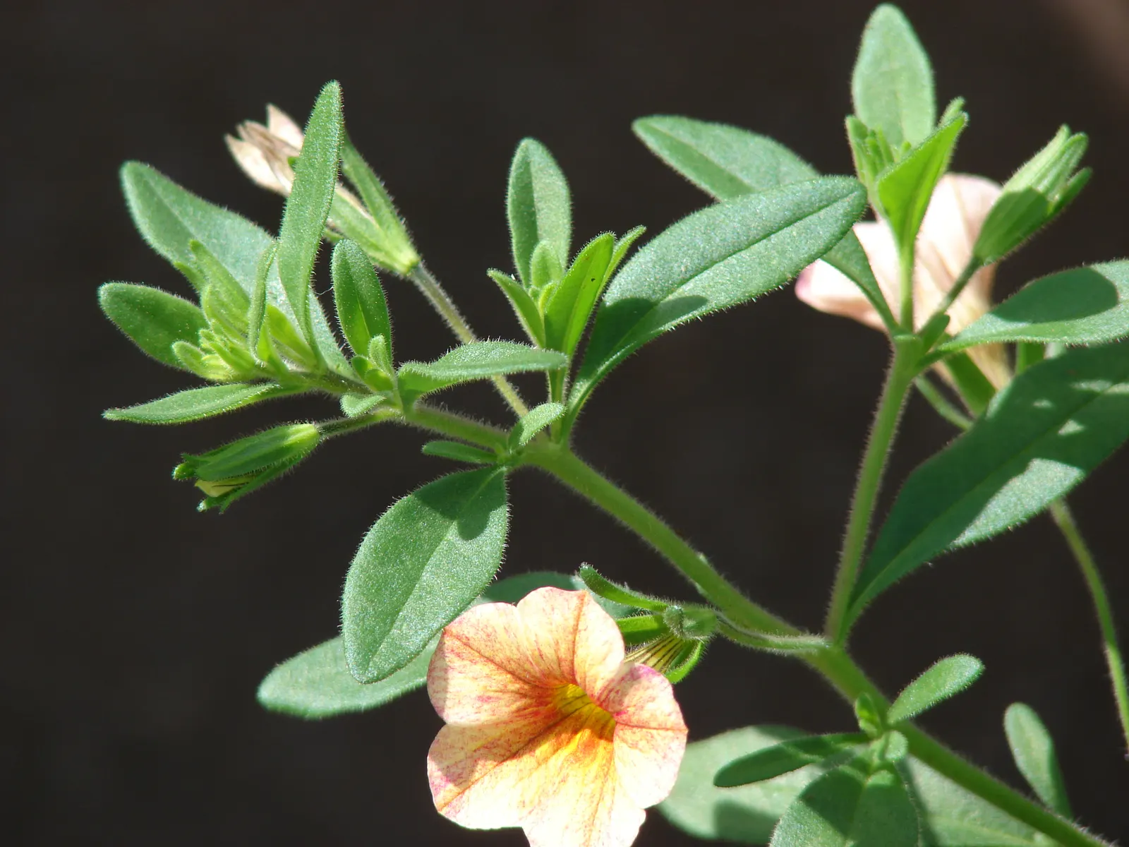 Pink Million Bells (Calibrachoa Hybrids) — approximately 6 to 12 inches high
