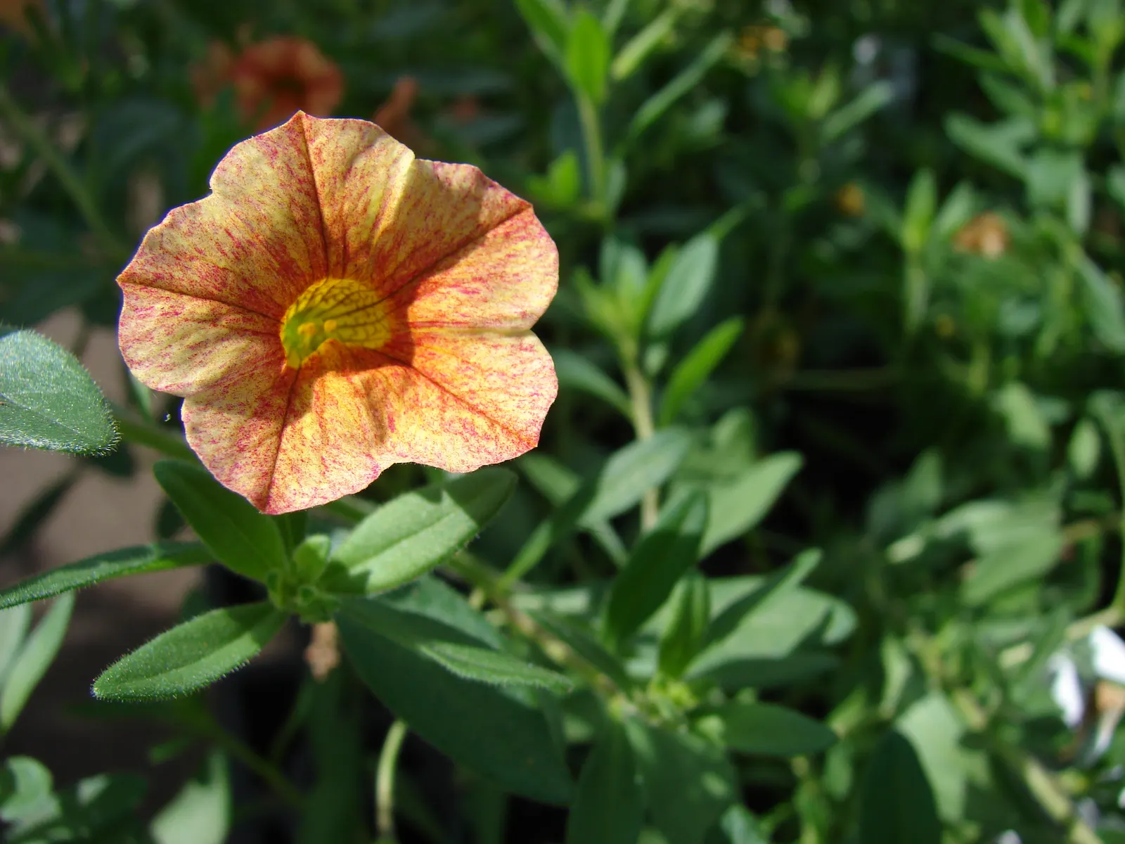 Pink Million Bells (Calibrachoa Hybrids) — As an integral component of the design