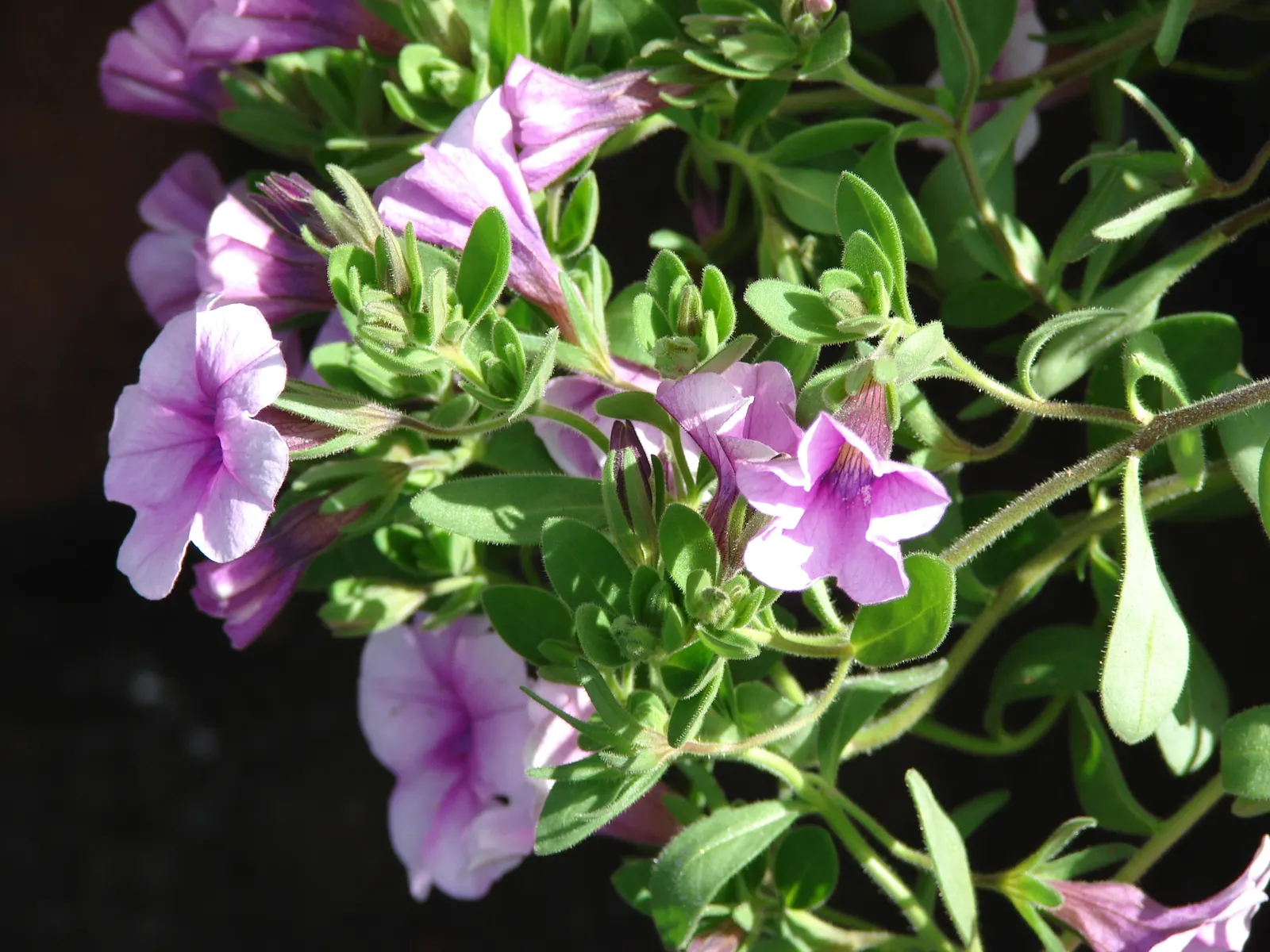 Pink Million Bells (Calibrachoa Hybrids) — the lush pink flowers resemble miniature petunias