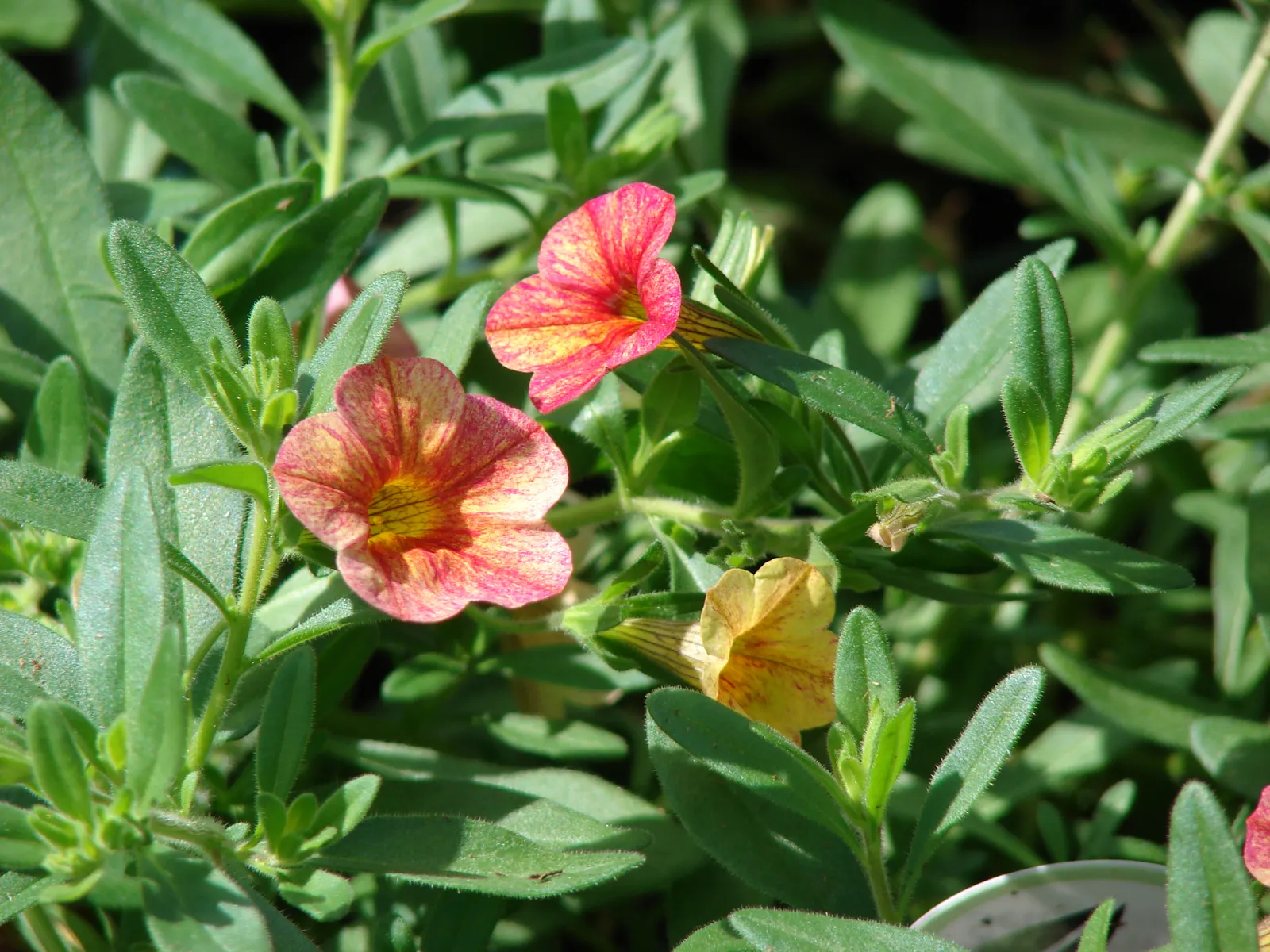 Pink Million Bells (Calibrachoa Hybrids) — Prefers well-drained soil with regular watering and fertilization for optimal display