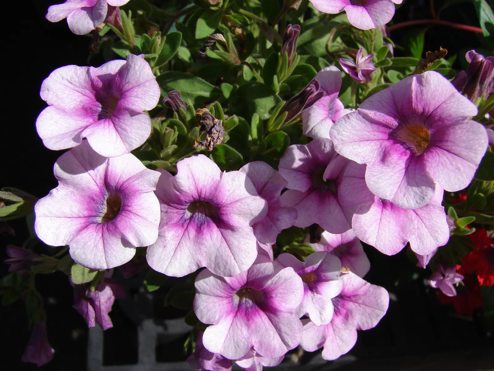 Pink Million Bells (Calibrachoa Hybrids) — adorning areas up to 24 inches wide per plant