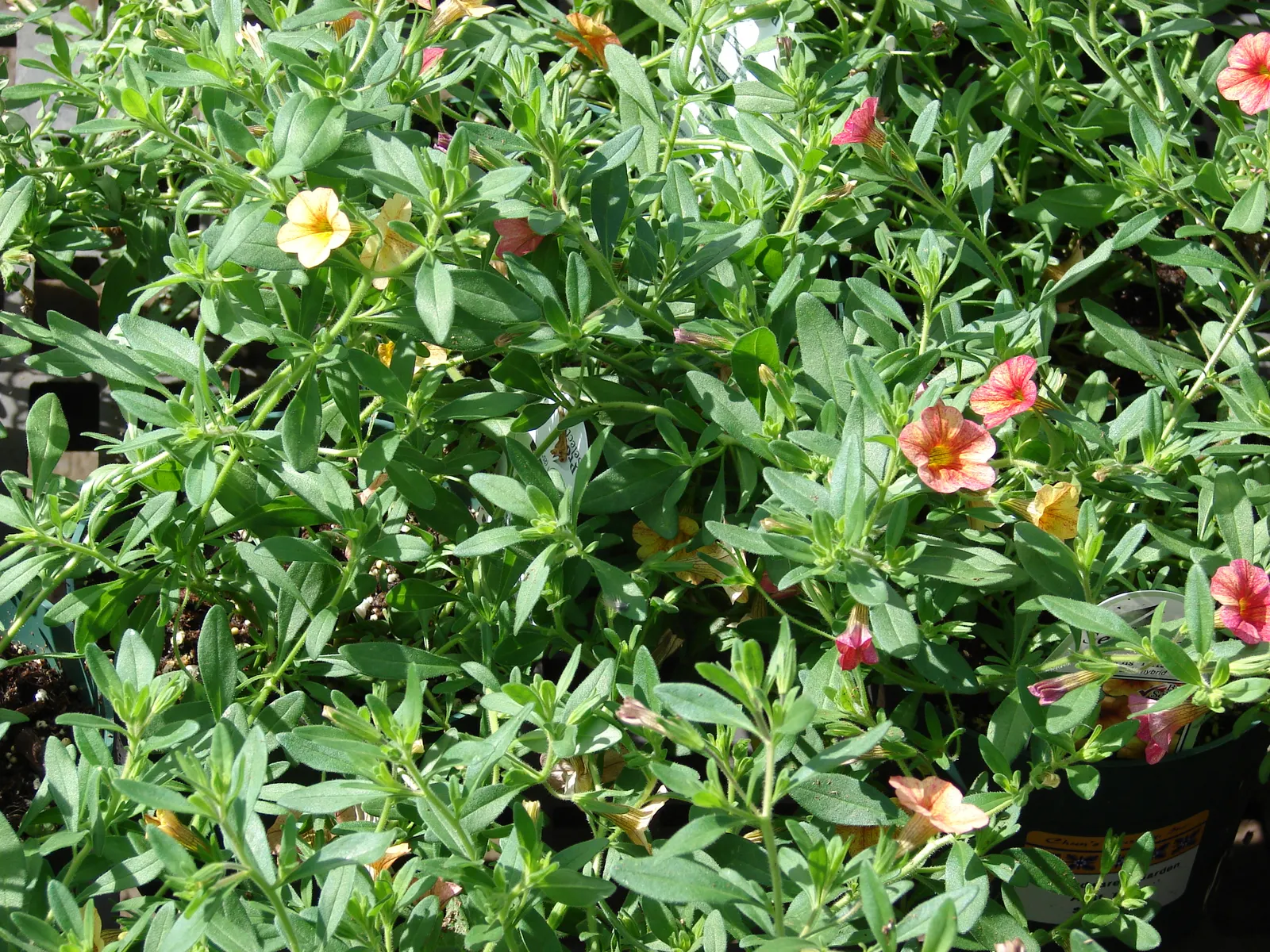 Pink Million Bells (Calibrachoa Hybrids) — Thriving in full to part sun