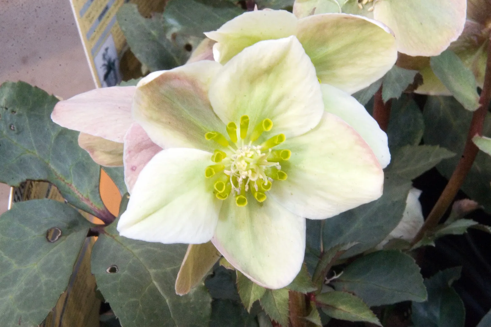 Ivory Prince Hellebore (Helleborus 'Ivory Prince') — Ideal for underplanting in woodland settings or as a border accent