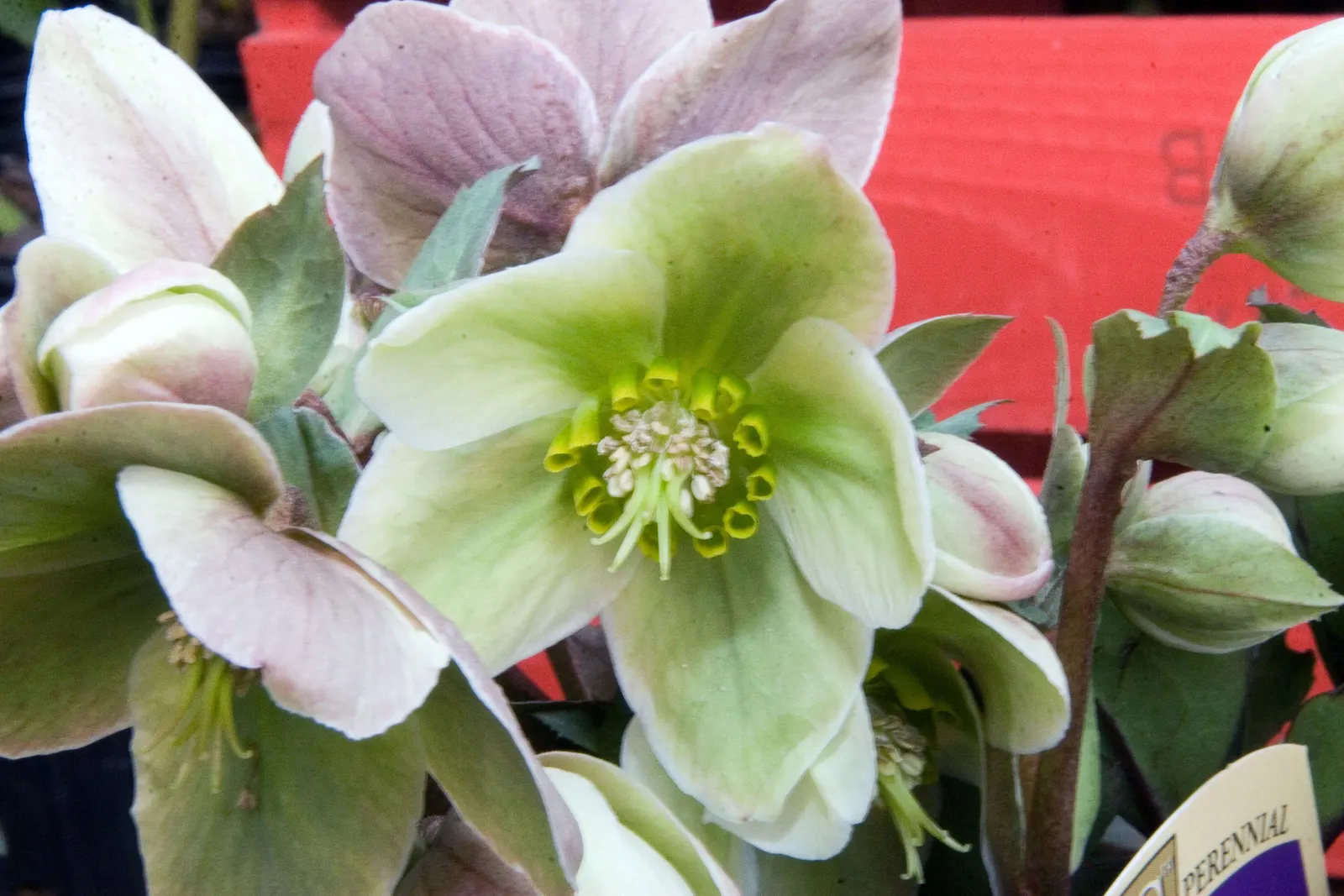 Ivory Prince Hellebore (Helleborus 'Ivory Prince') — The Helleborus \'Ivory Prince\'