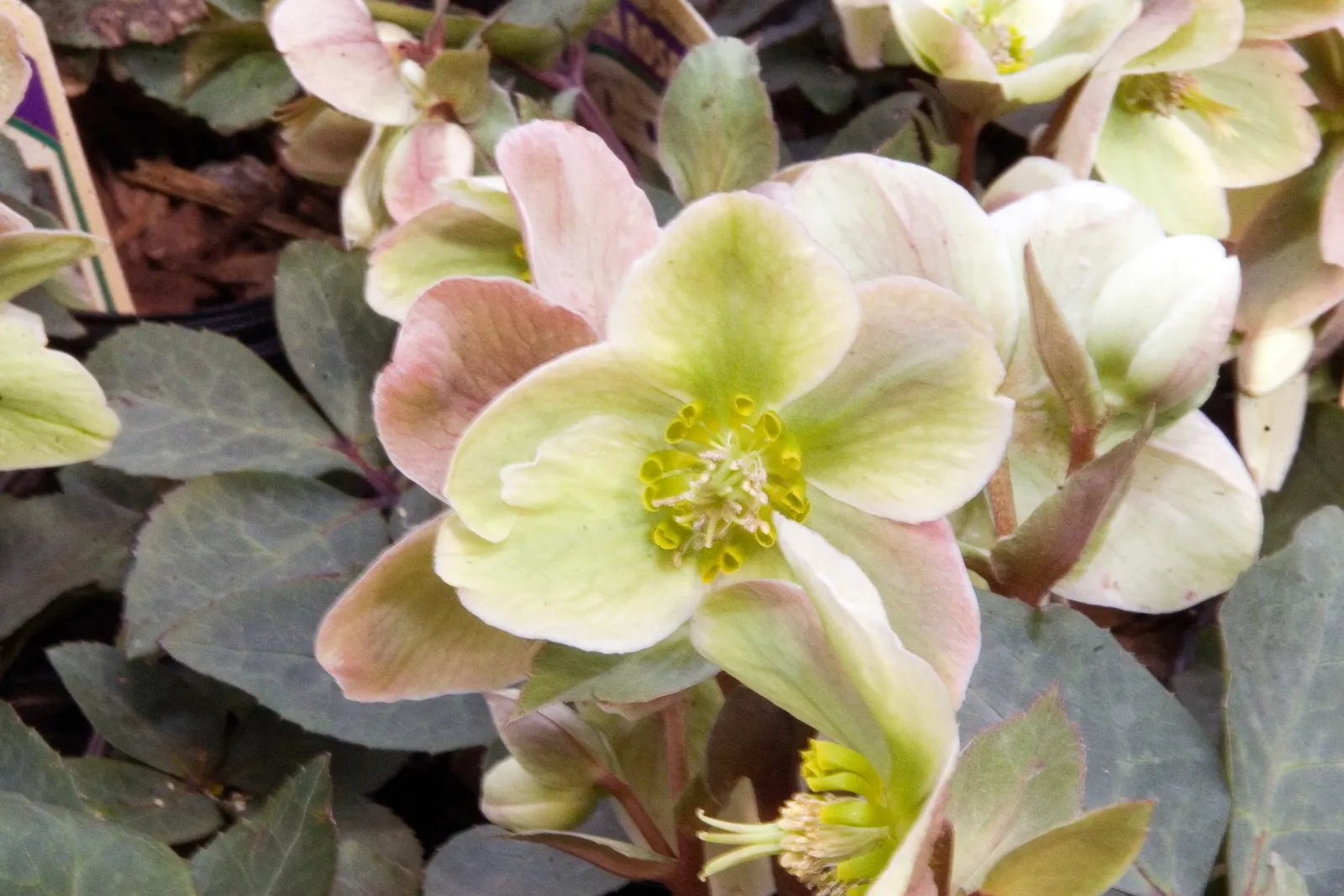 Ivory Prince Hellebore (Helleborus 'Ivory Prince') — Its leathery, dark green foliage forms a tidy clump about 12 inches tall and 24 inches wide