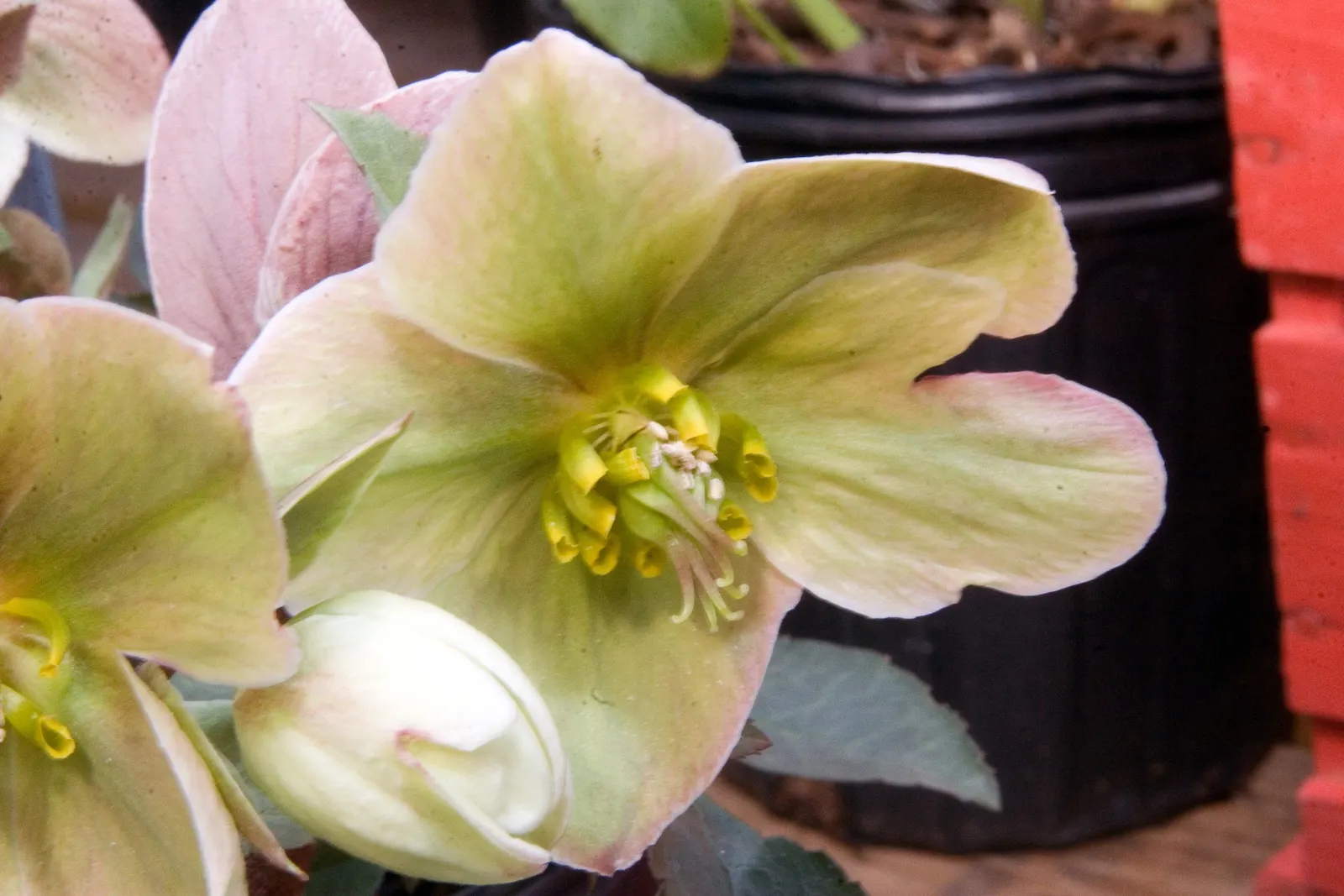 Ivory Prince Hellebore (Helleborus 'Ivory Prince') — Thrives in partial to full shade, suited for USDA zones 4-9