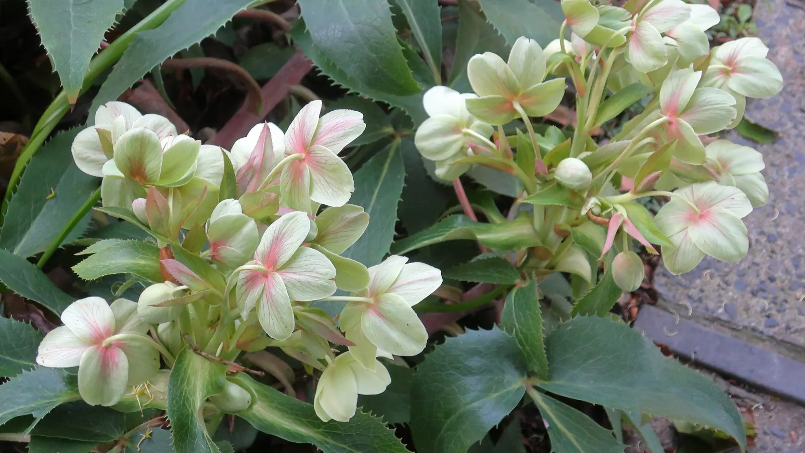 Ivory Prince Hellebore (Helleborus 'Ivory Prince') — The Ivory Prince Hellebore (Helleborus 'Ivory Prince') is a captivating evergreen perennial