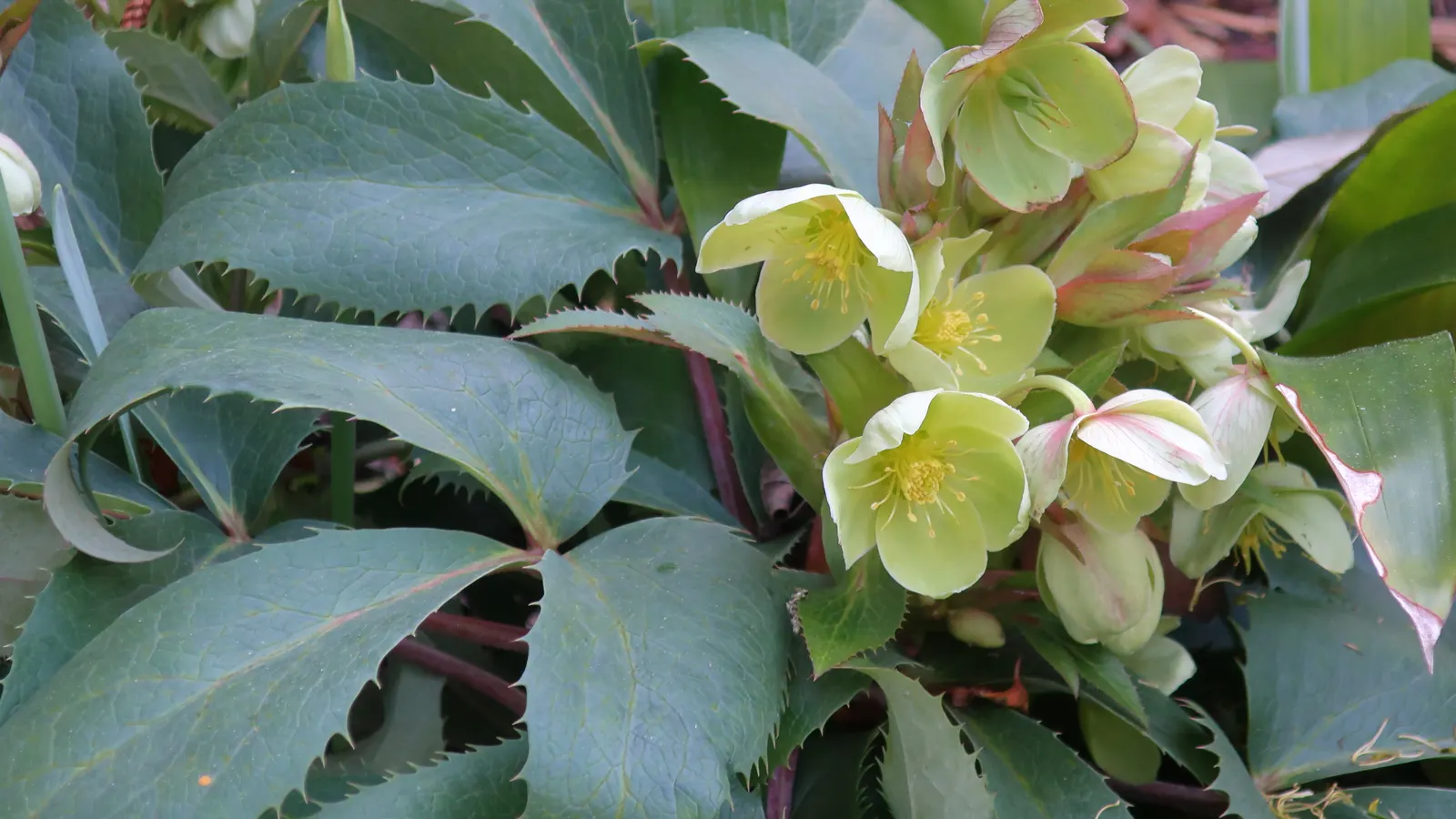 Ivory Prince Hellebore (Helleborus 'Ivory Prince') — adorning gardens with upward-facing