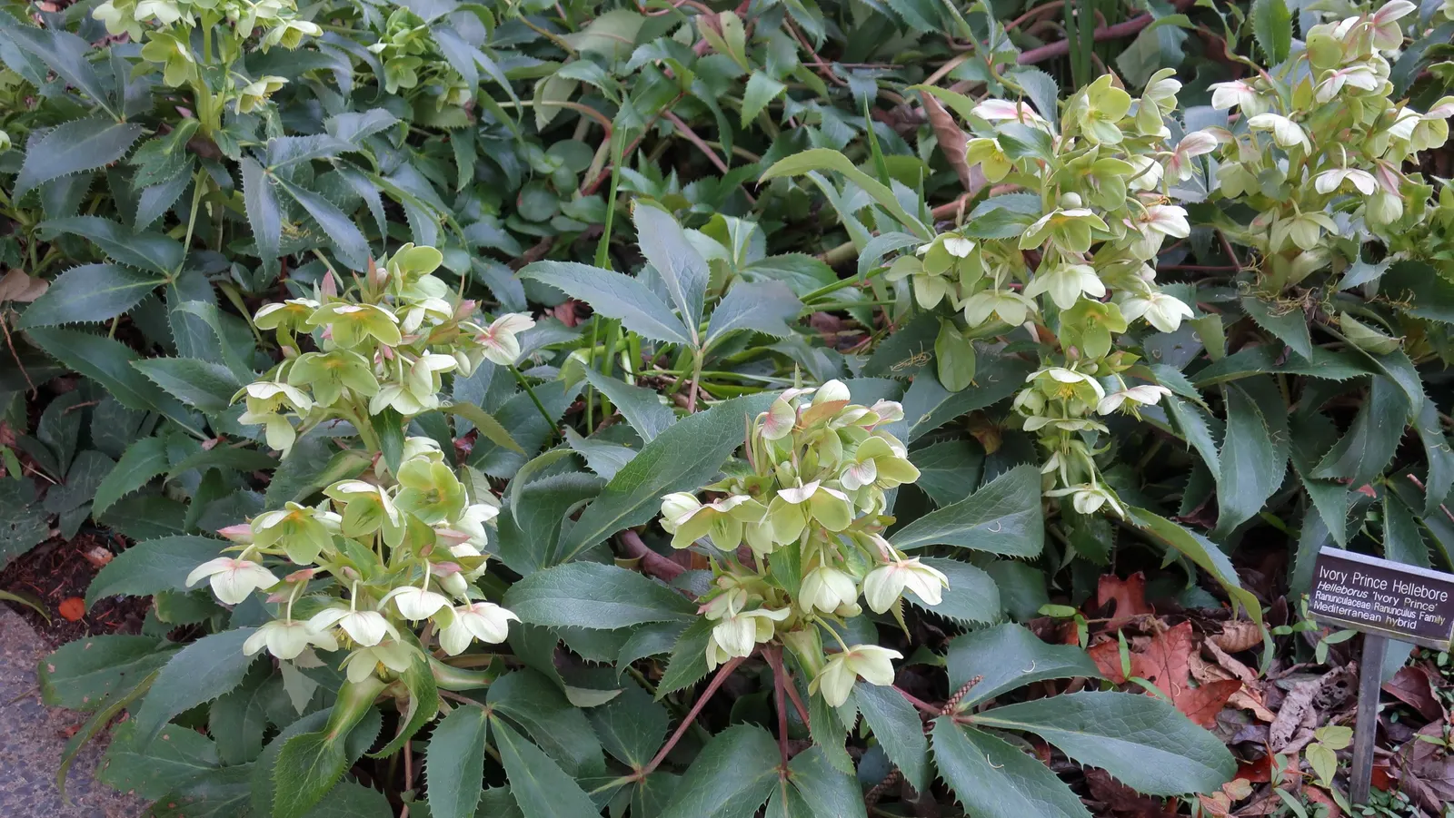 Ivory Prince Hellebore (Helleborus 'Ivory Prince') — ivory-hued blossoms edged in rose and chartreuse from late winter to early spring