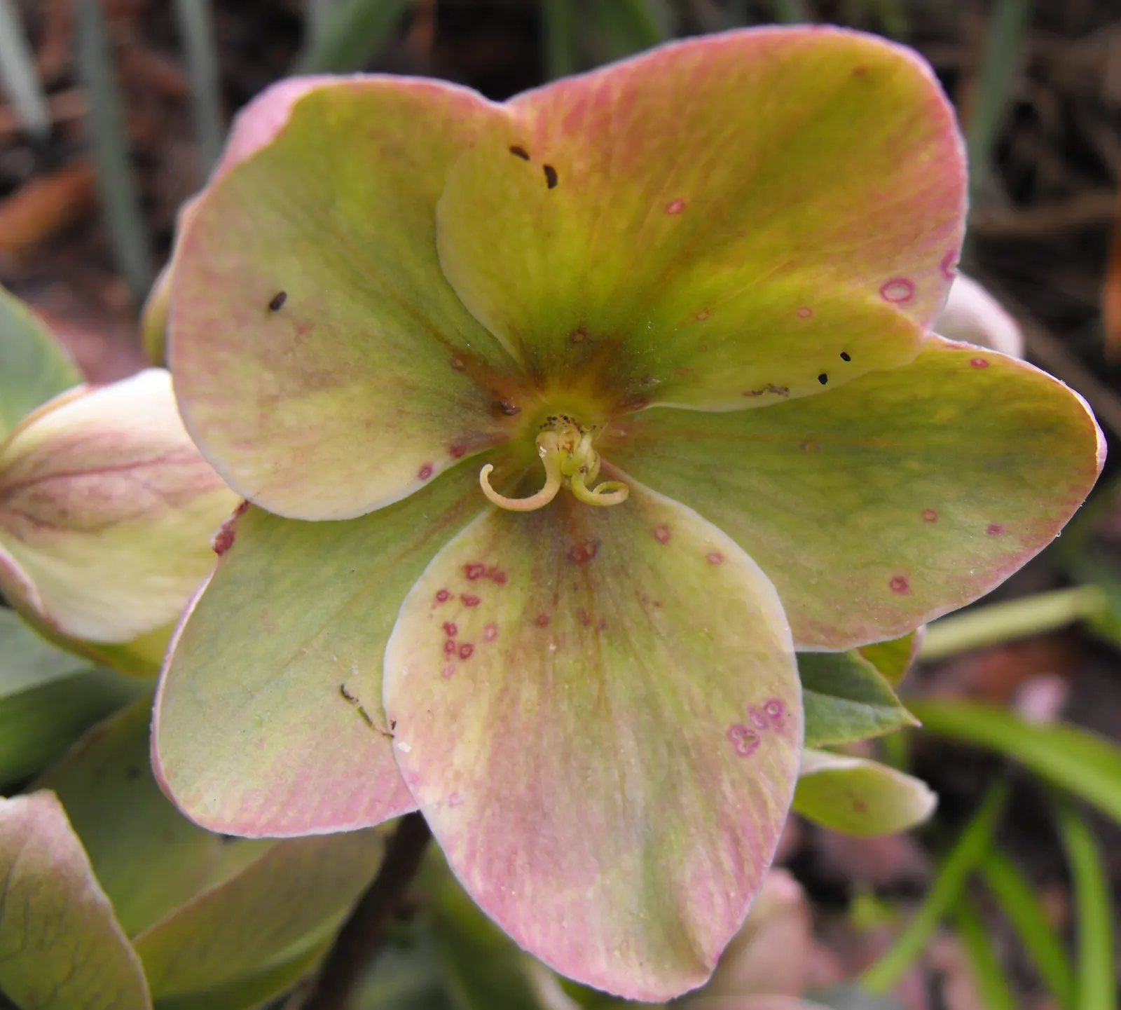 Ivory Prince Hellebore (Helleborus 'Ivory Prince') — commonly referred to as the Ivory Prince Lenten Rose