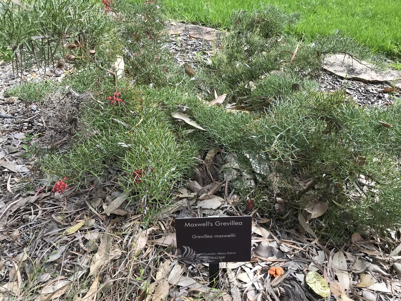 Grevillea (Grevillea Paniculata) — attracting pollinators such as hummingbirds and bees; consider its mature size for proper spacing