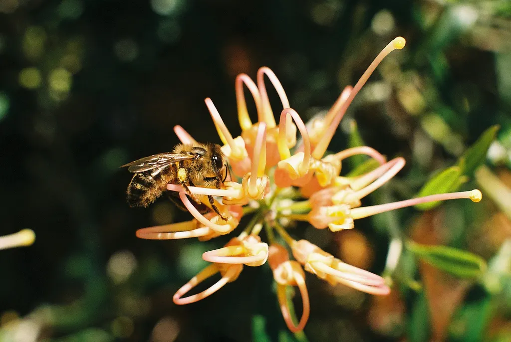 Grevillea (Grevillea Paniculata) — is a striking evergreen shrub suitable for xeriscaping; this striking plant is an asset to any garden, image 56
