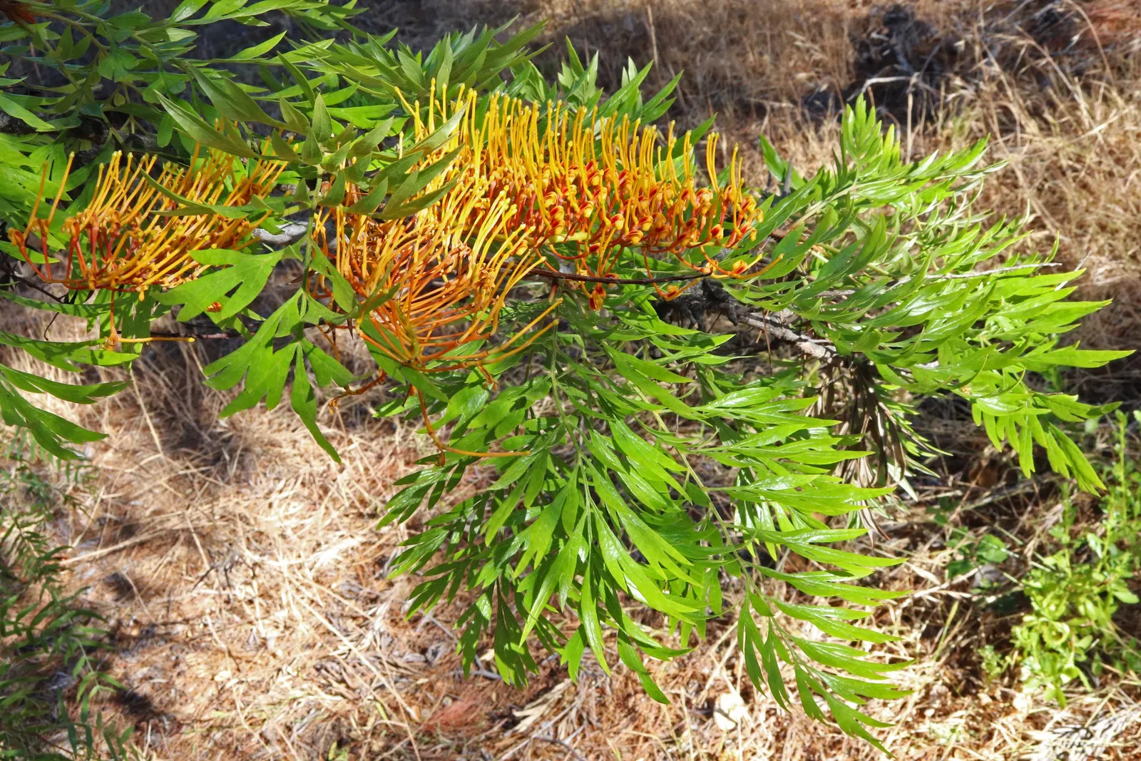 Grevillea (Grevillea Paniculata) — and extend up to 6 inches in length; the Grevillea paniculata comes alive with intricate