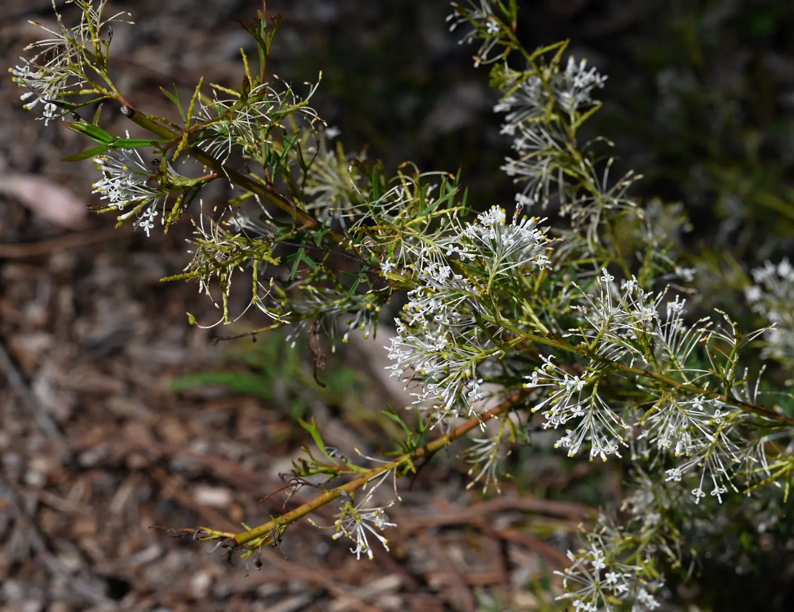 Grevillea (Grevillea Paniculata) — renowned for its ornamental appeal and resilience; pointed leaves of a deep green color that can measure up to 4, image 64