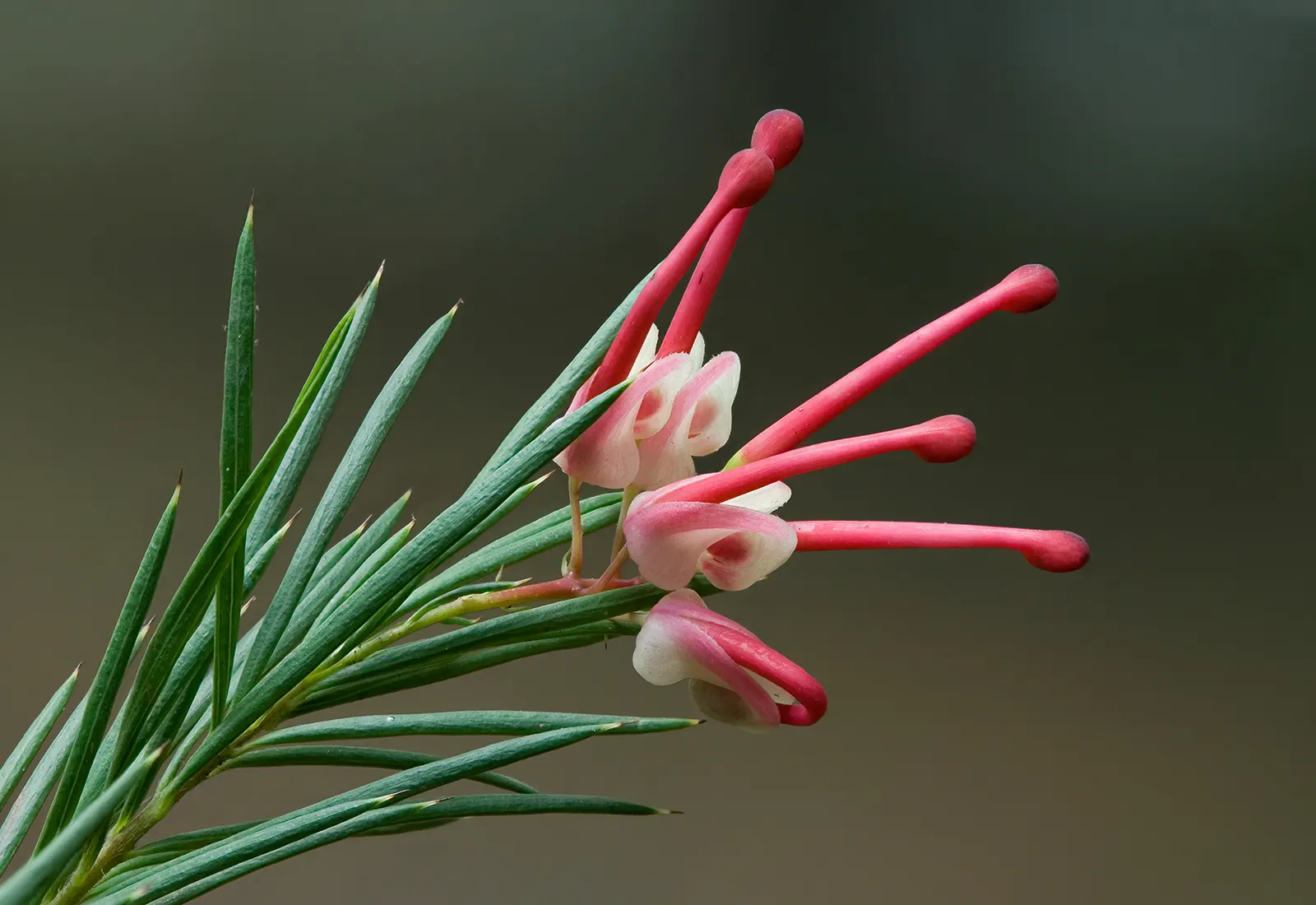 Grevillea (Grevillea Paniculata) — the Grevillea thrives in USDA hardiness zones 9 to 11; shrub for full or half
