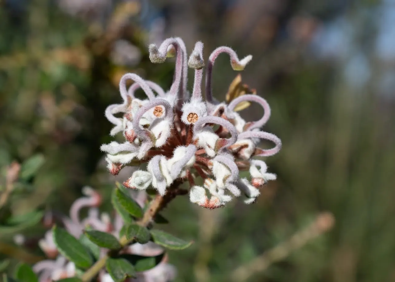 Grevillea (Grevillea Paniculata) — offering a fine textured contrast to broader-leafed plants in the landscape.<br><br>From winter to spring, image 41