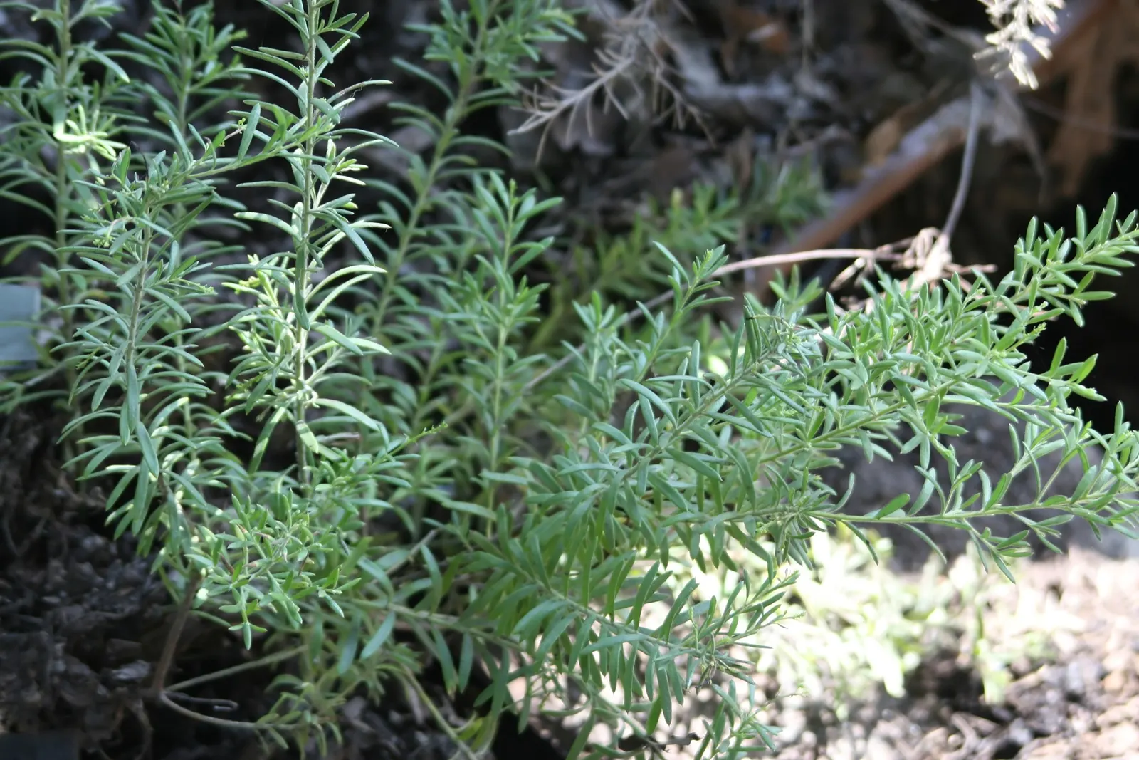 Grevillea (Grevillea Paniculata) — spider-like flowers that occur in clusters; commonly known as Spider Flower