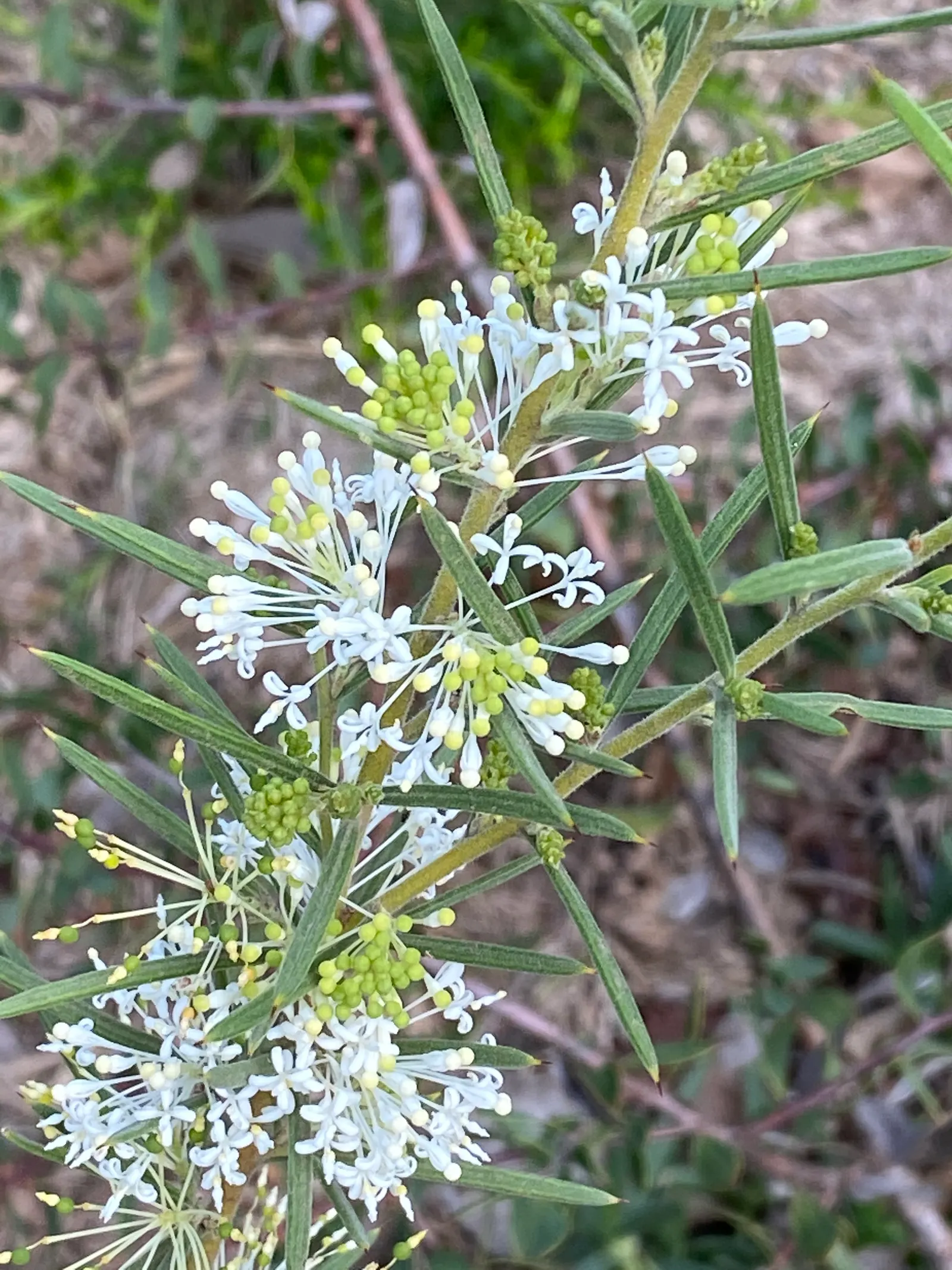 Grevillea (Grevillea Paniculata) — shrub for full or half; regular pruning after flowering can help maintain its shape and encourage more vigorous blooms