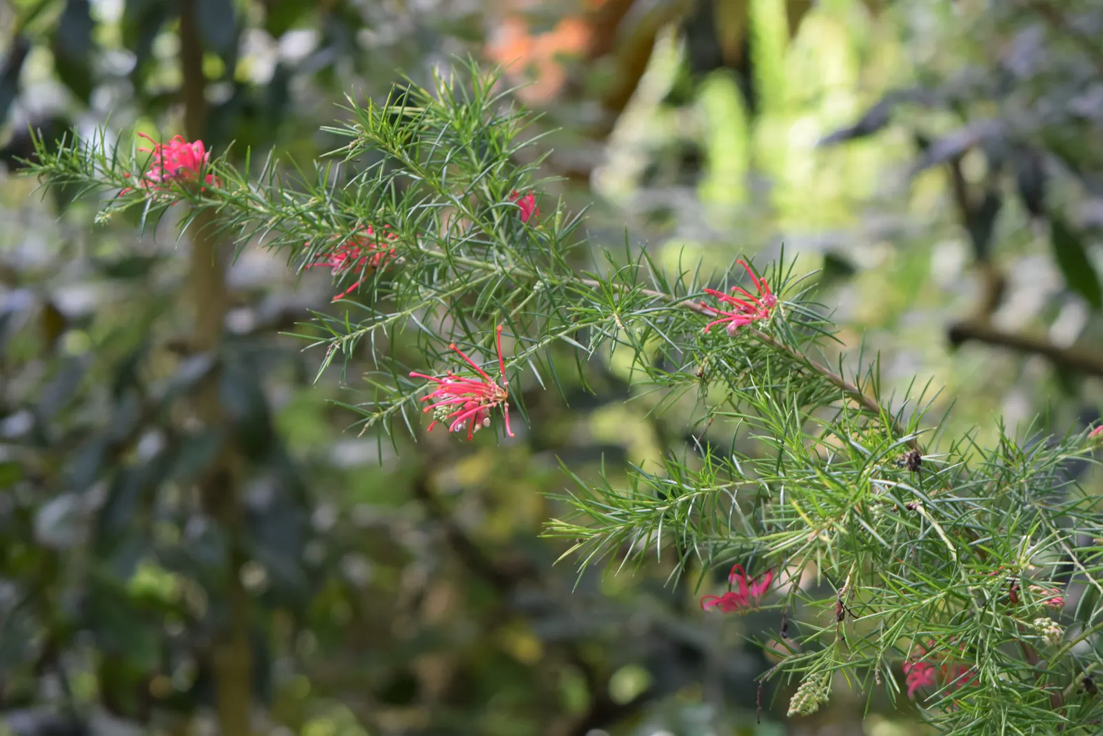 Grevillea (Grevillea Paniculata) — offering nectar-rich flowers that attract pollinators; the Grevillea thrives in USDA hardiness zones 9 to 11, image 87